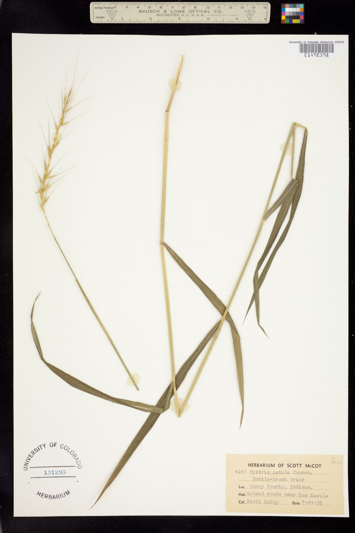 Elymus hystrix image