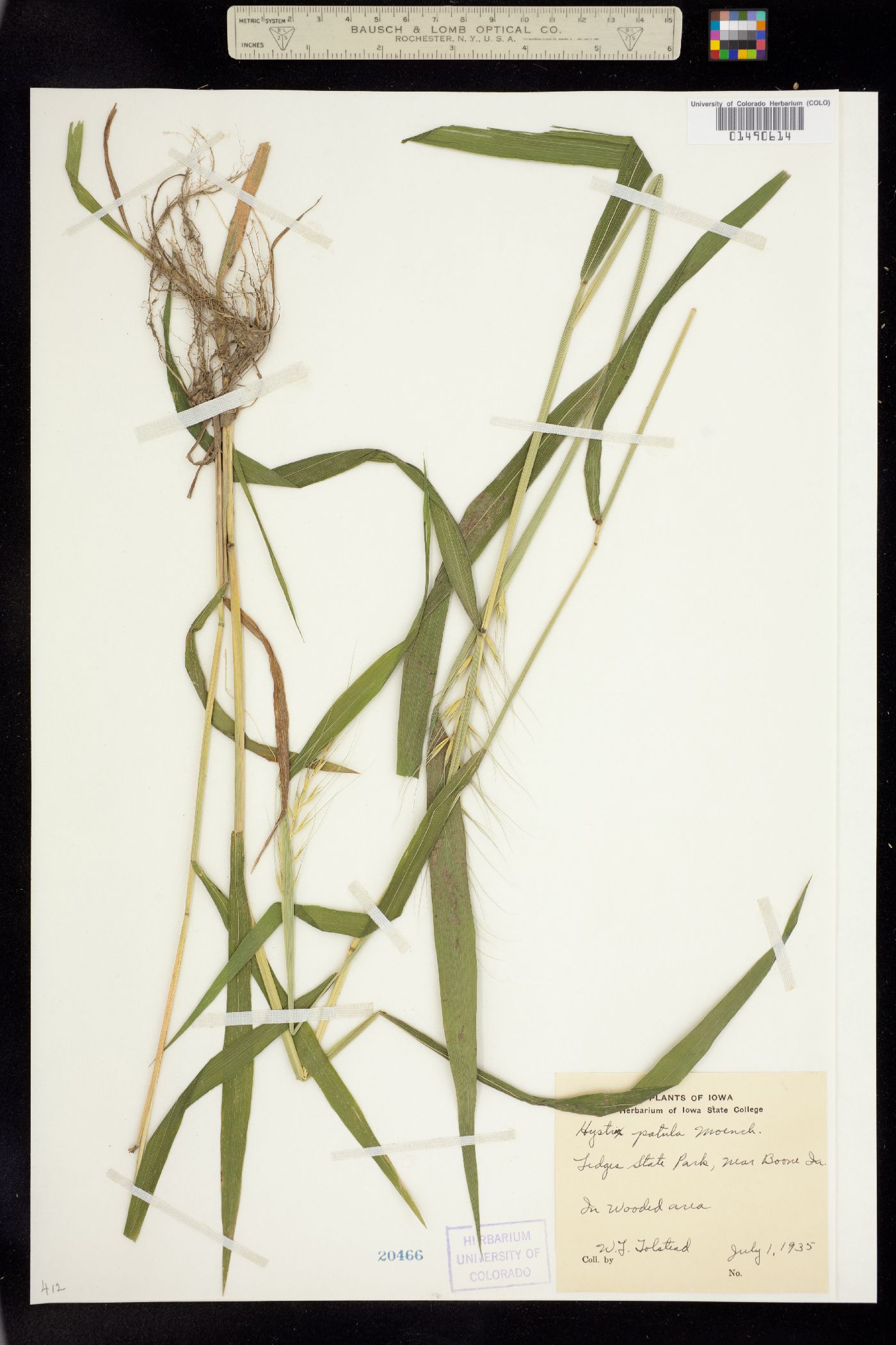 Elymus hystrix image