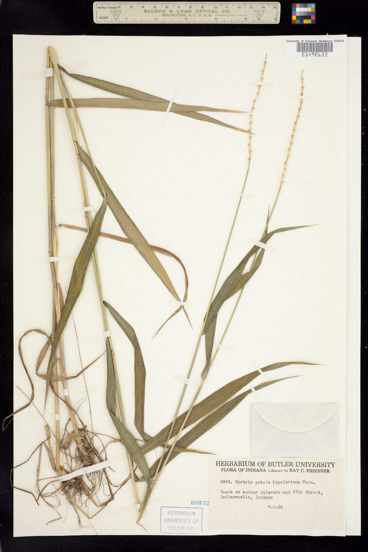 Elymus hystrix image