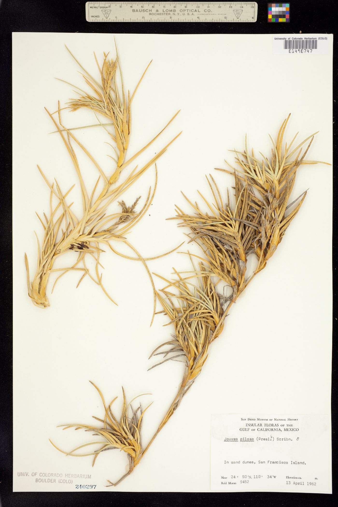 Jouvea pilosa image