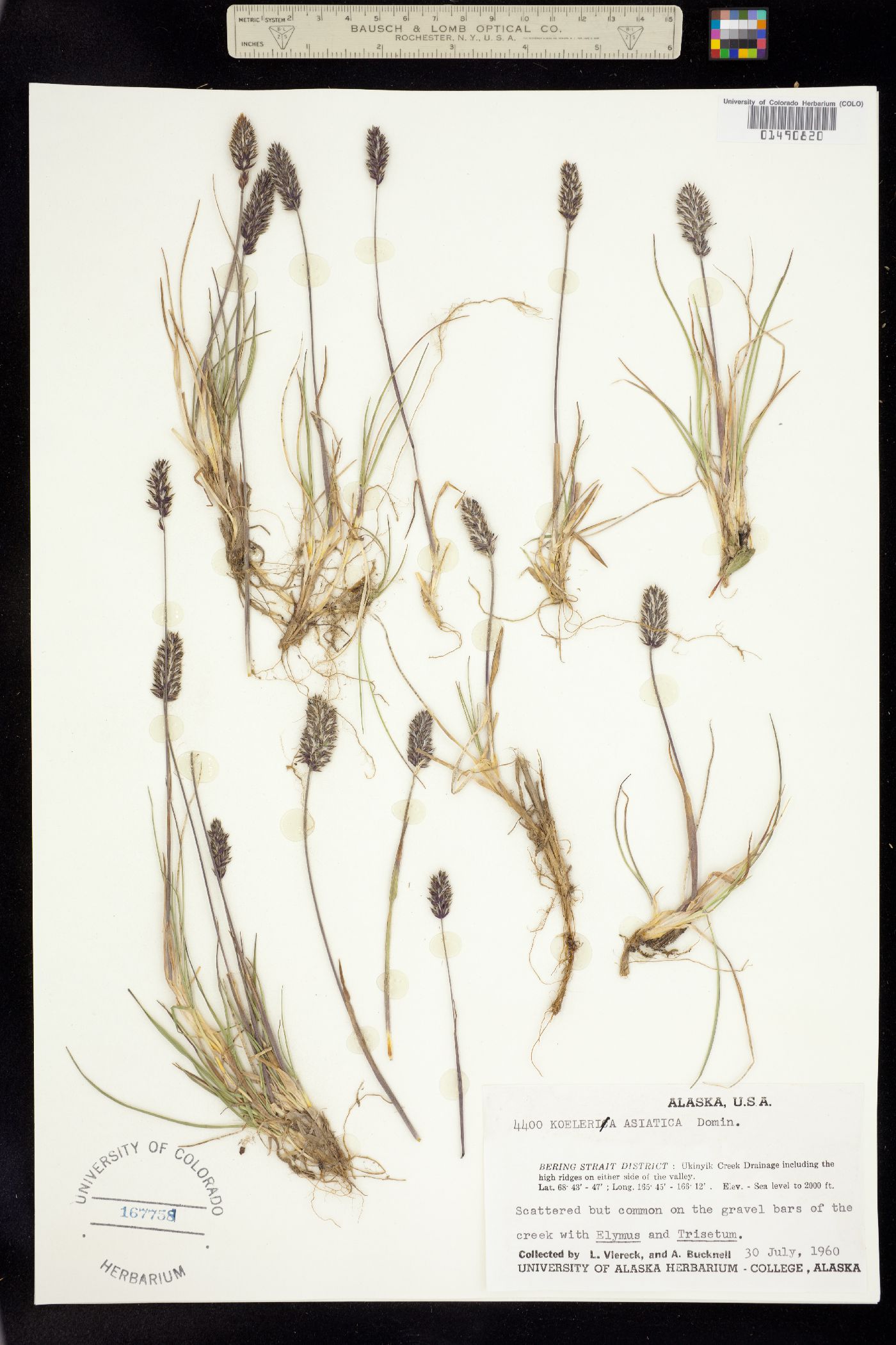 Koeleria asiatica image