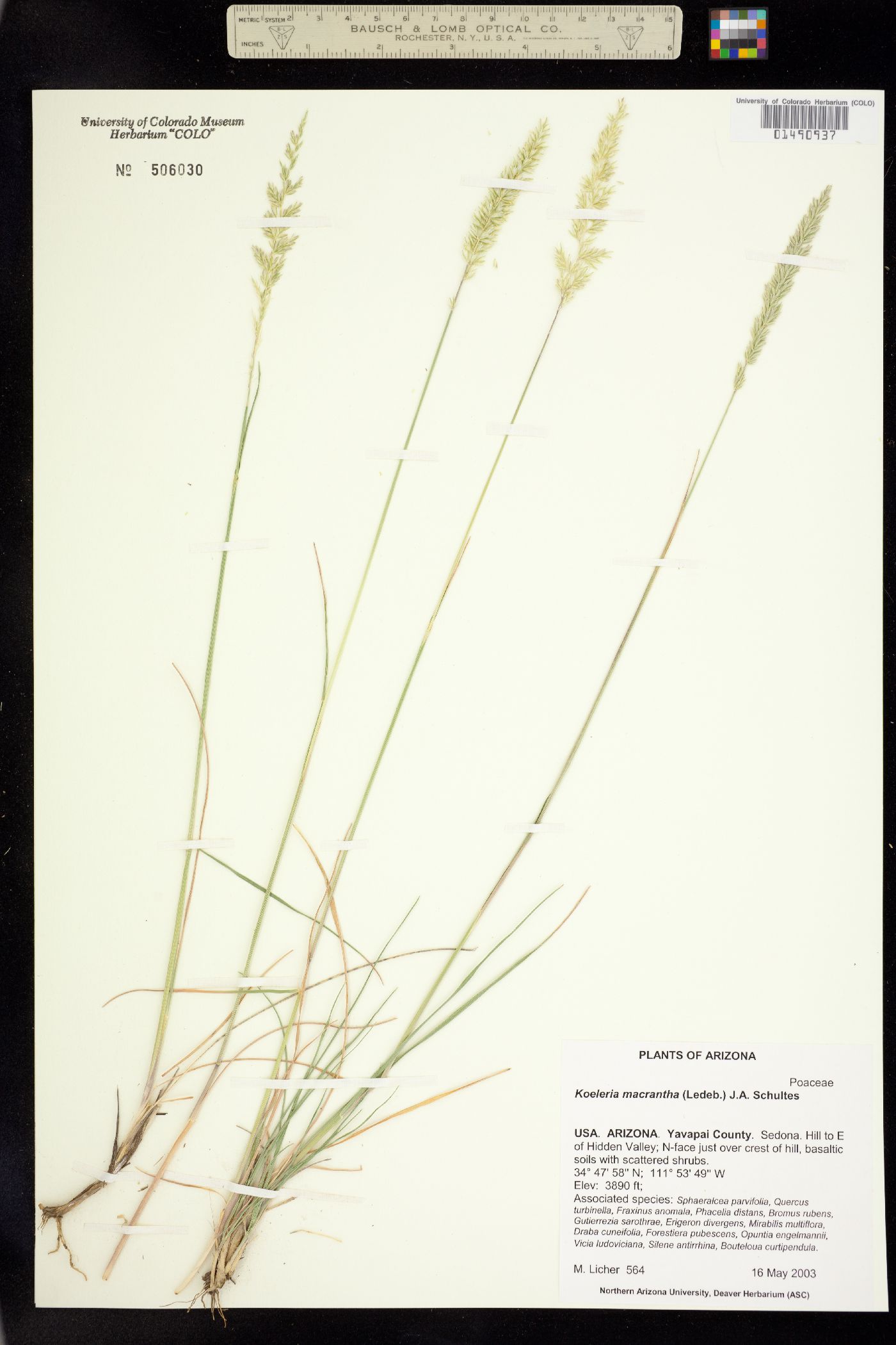 Koeleria macrantha image