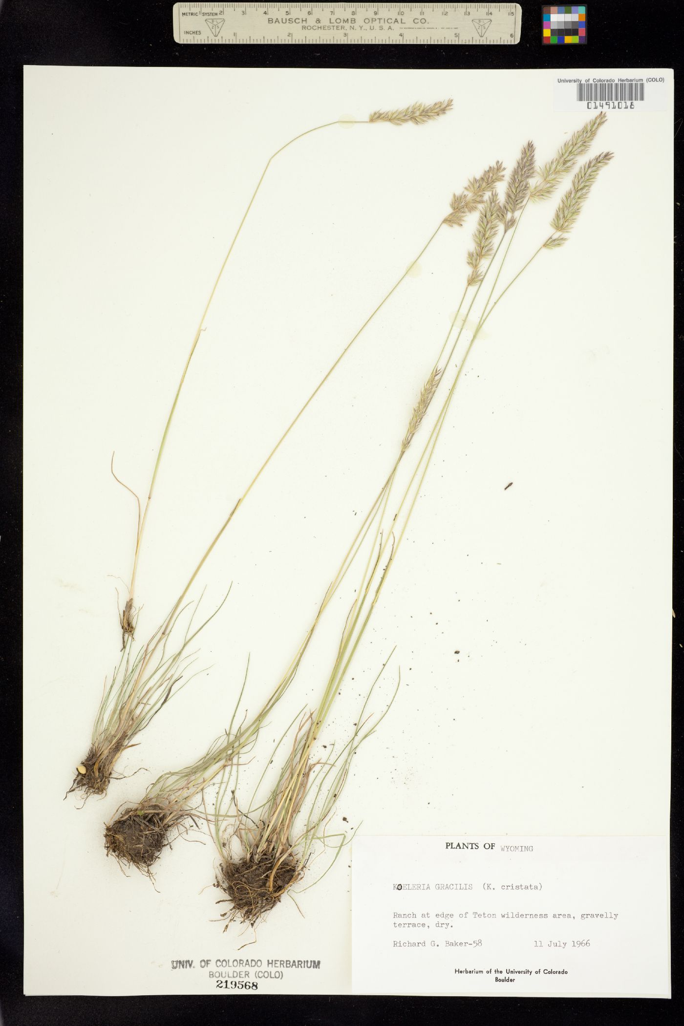 Koeleria macrantha image