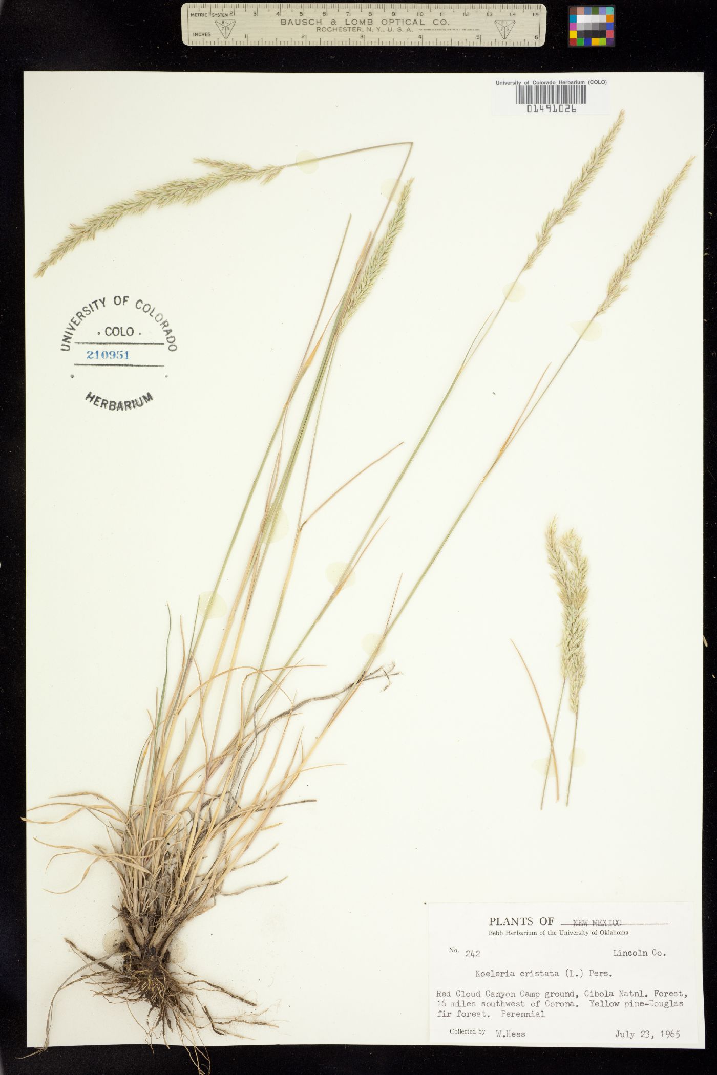 Koeleria macrantha image