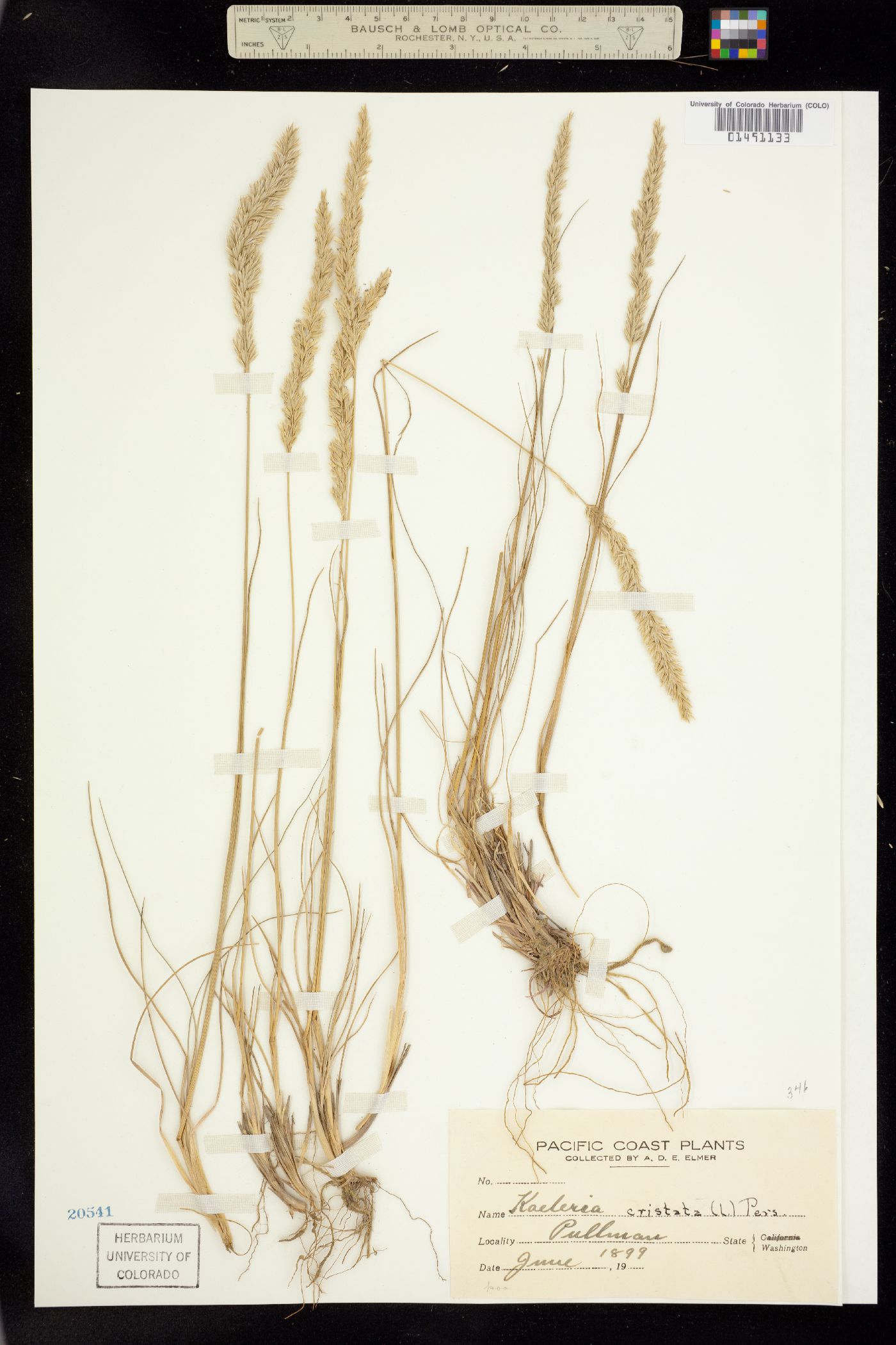 Koeleria macrantha image