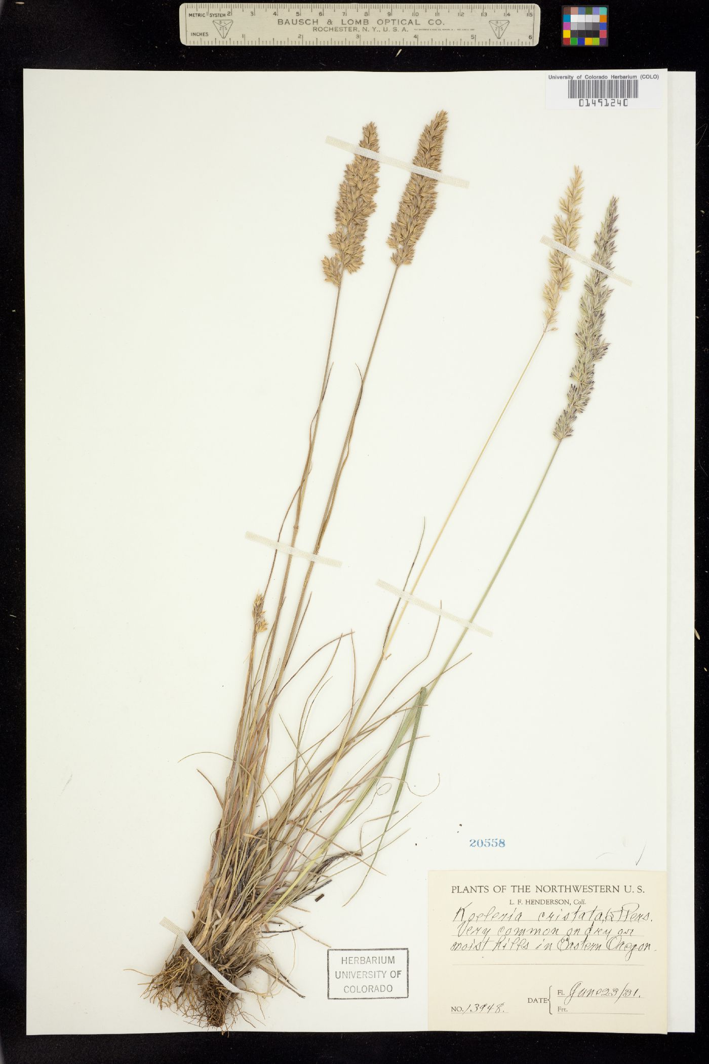 Koeleria macrantha image