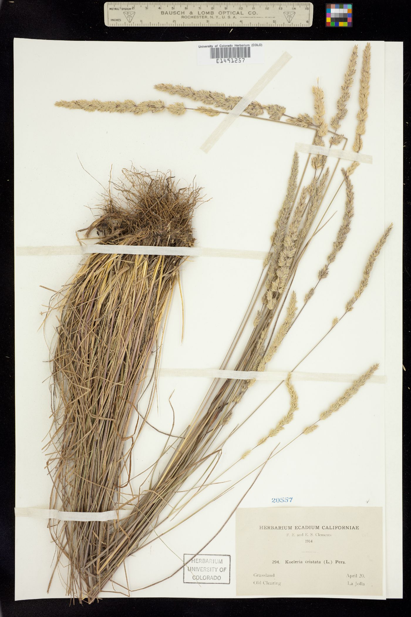 Koeleria macrantha image