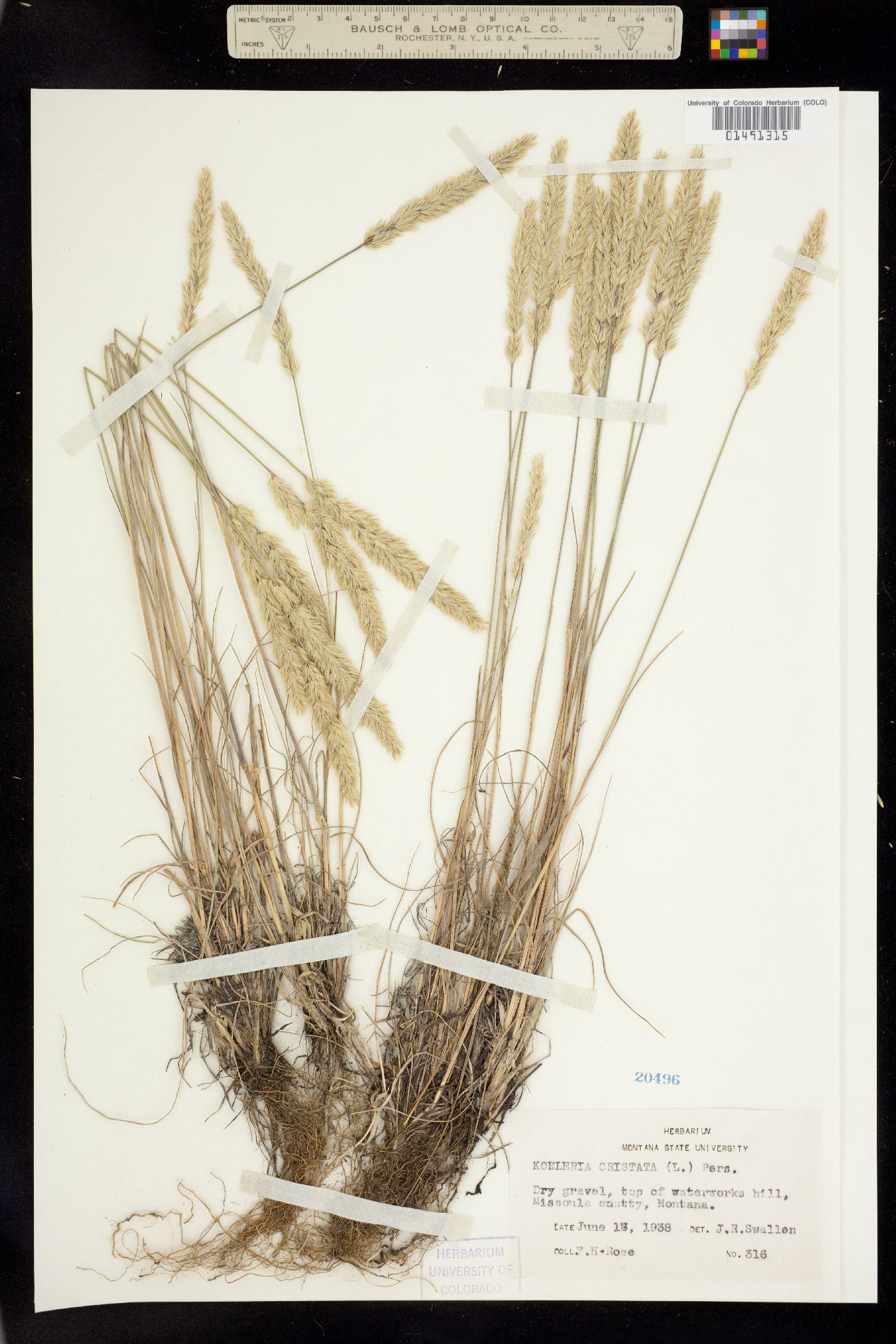 Koeleria macrantha image