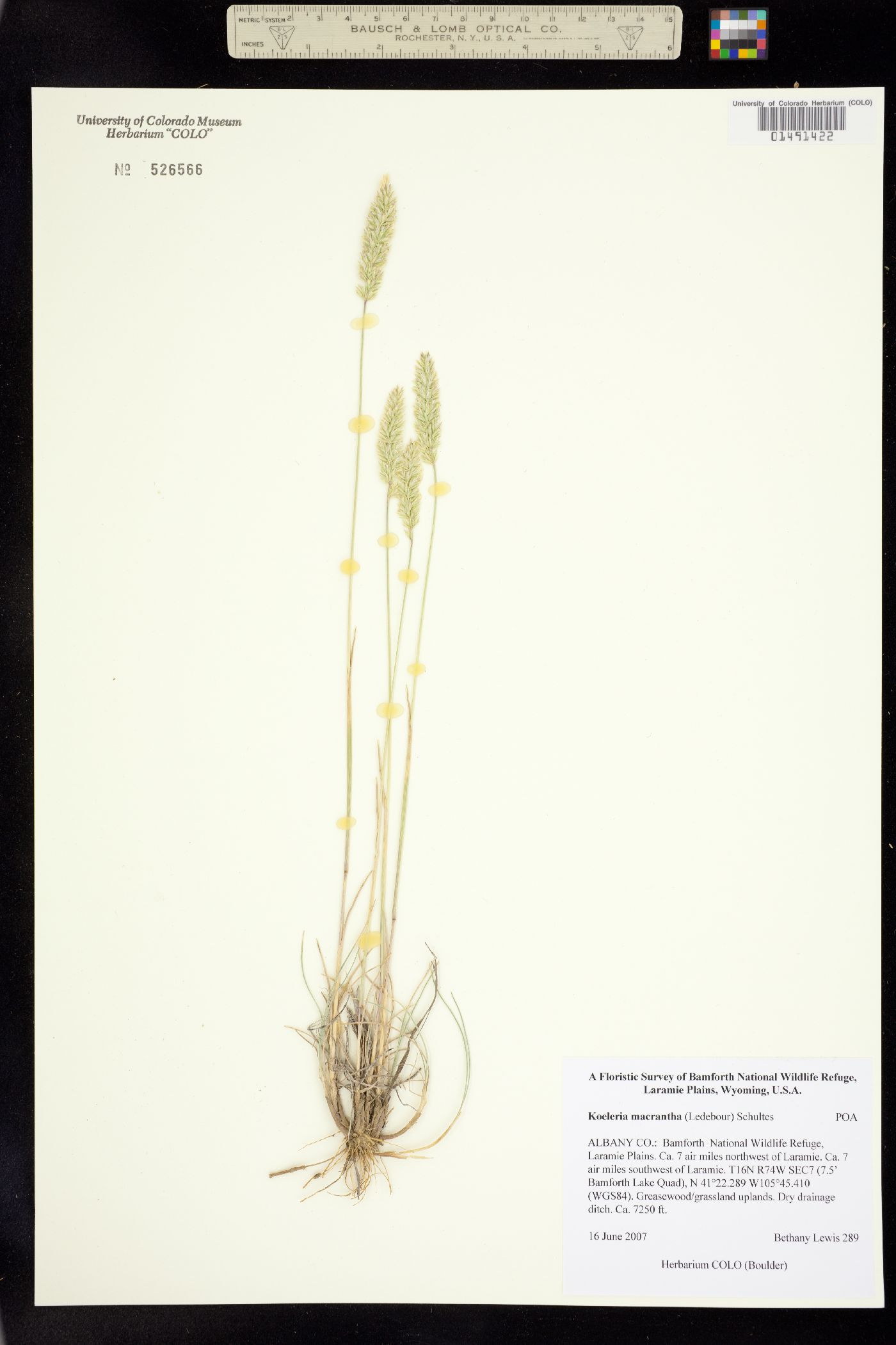 Koeleria macrantha image