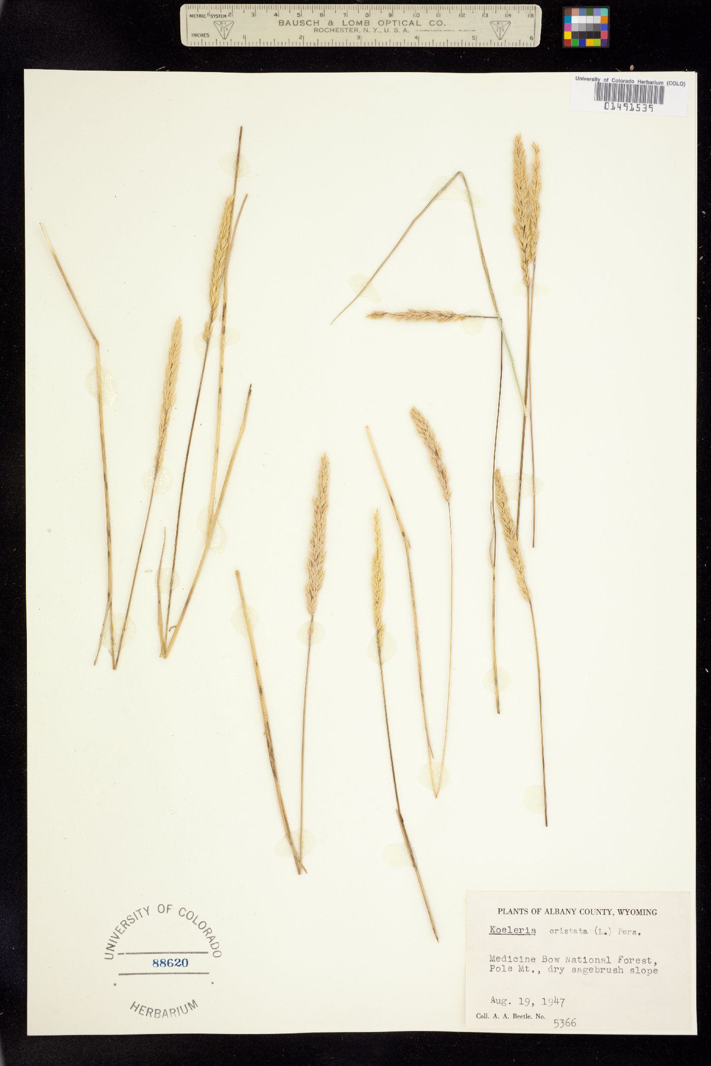 Koeleria macrantha image