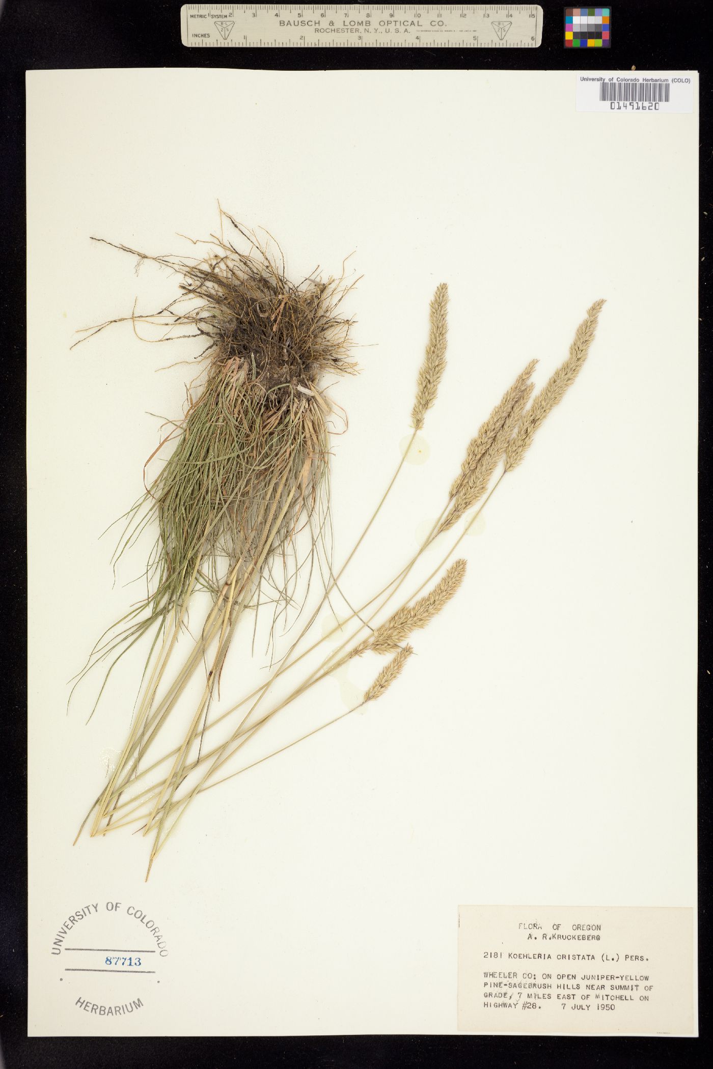 Koeleria macrantha image