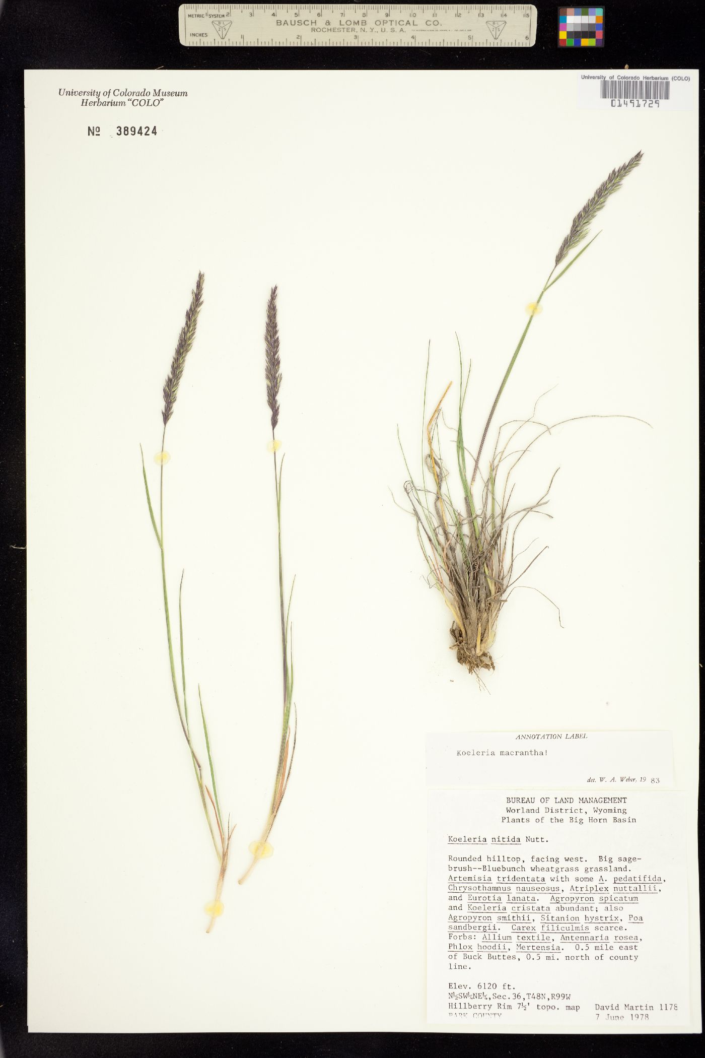 Koeleria macrantha image
