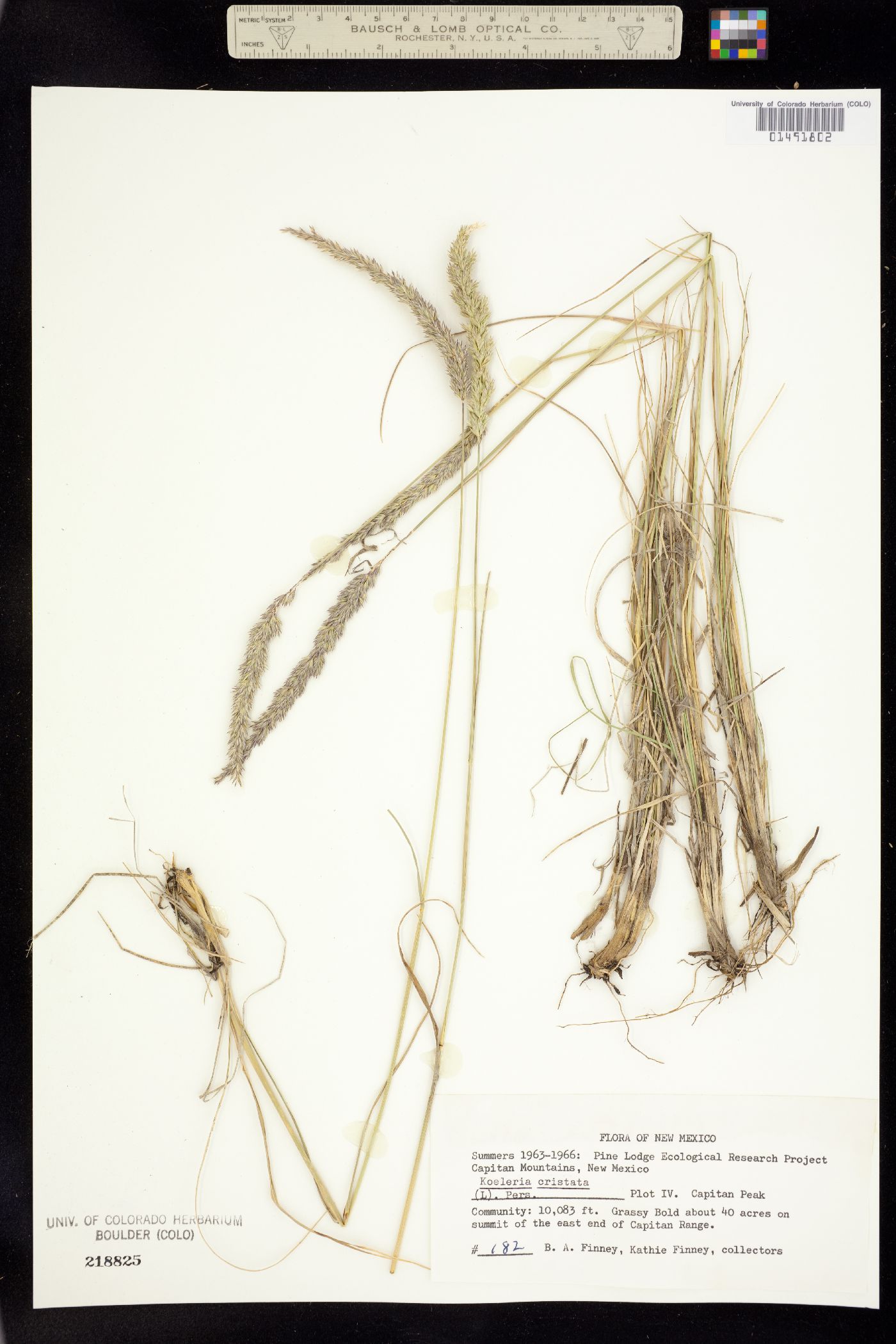Koeleria macrantha image