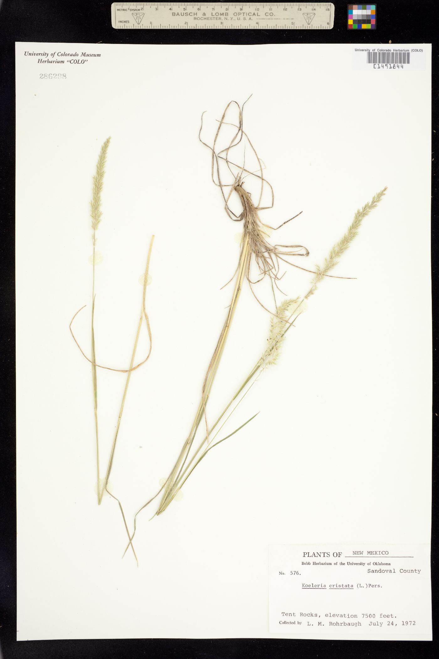 Koeleria macrantha image