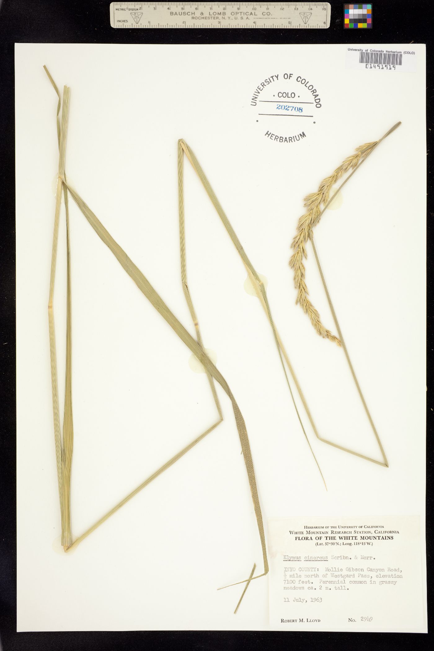 Leymus cinereus image