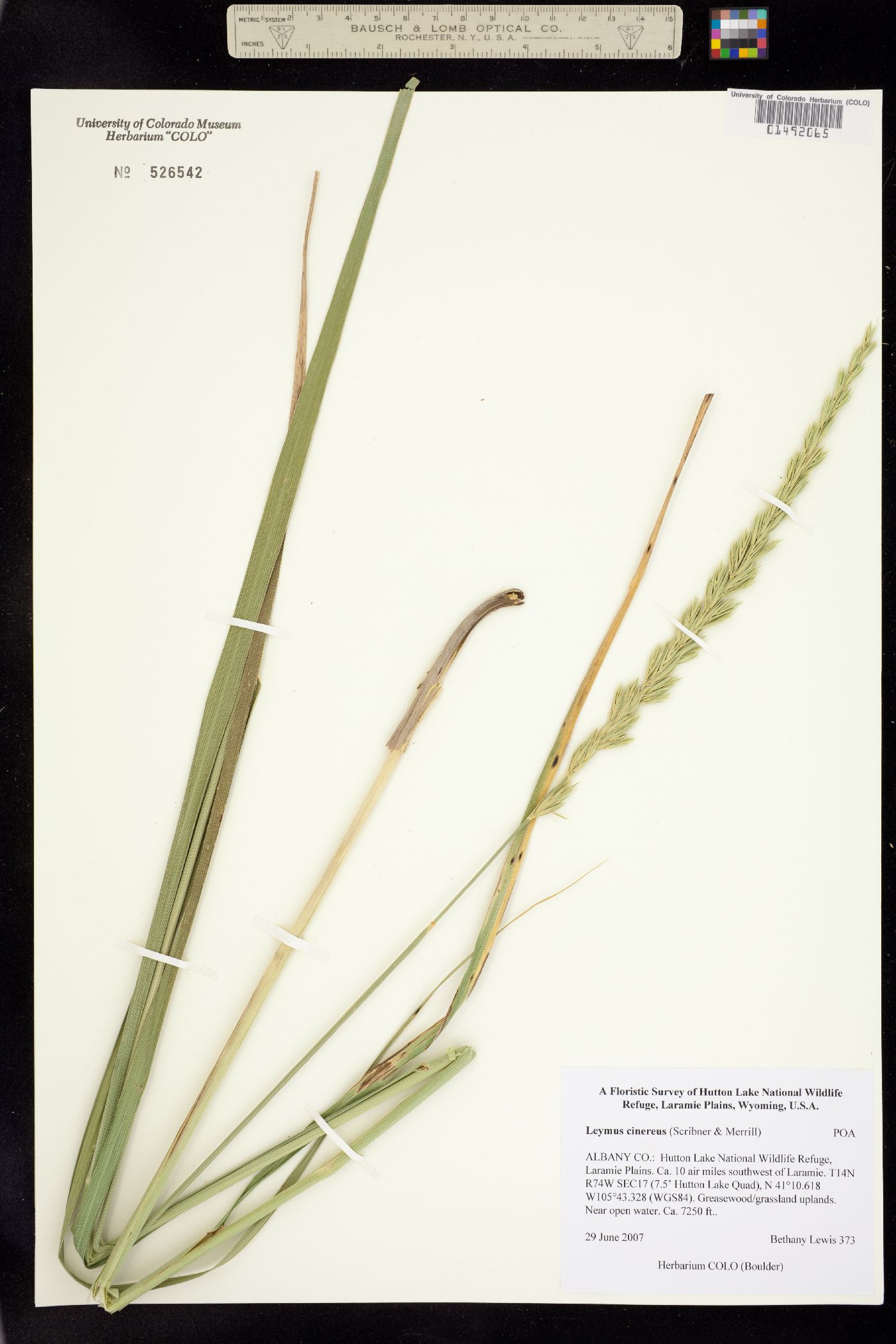 Leymus cinereus image