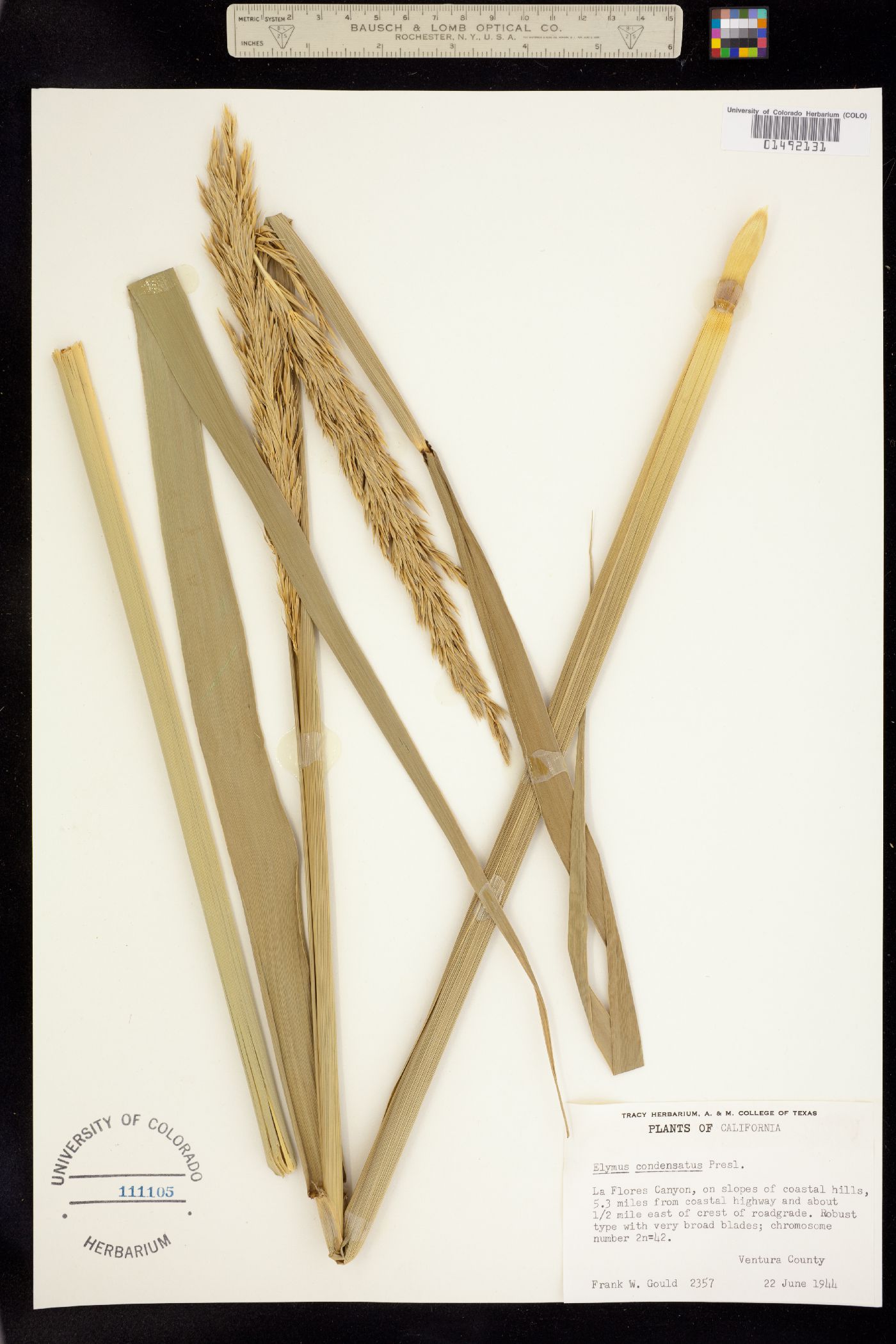 Leymus condensatus image