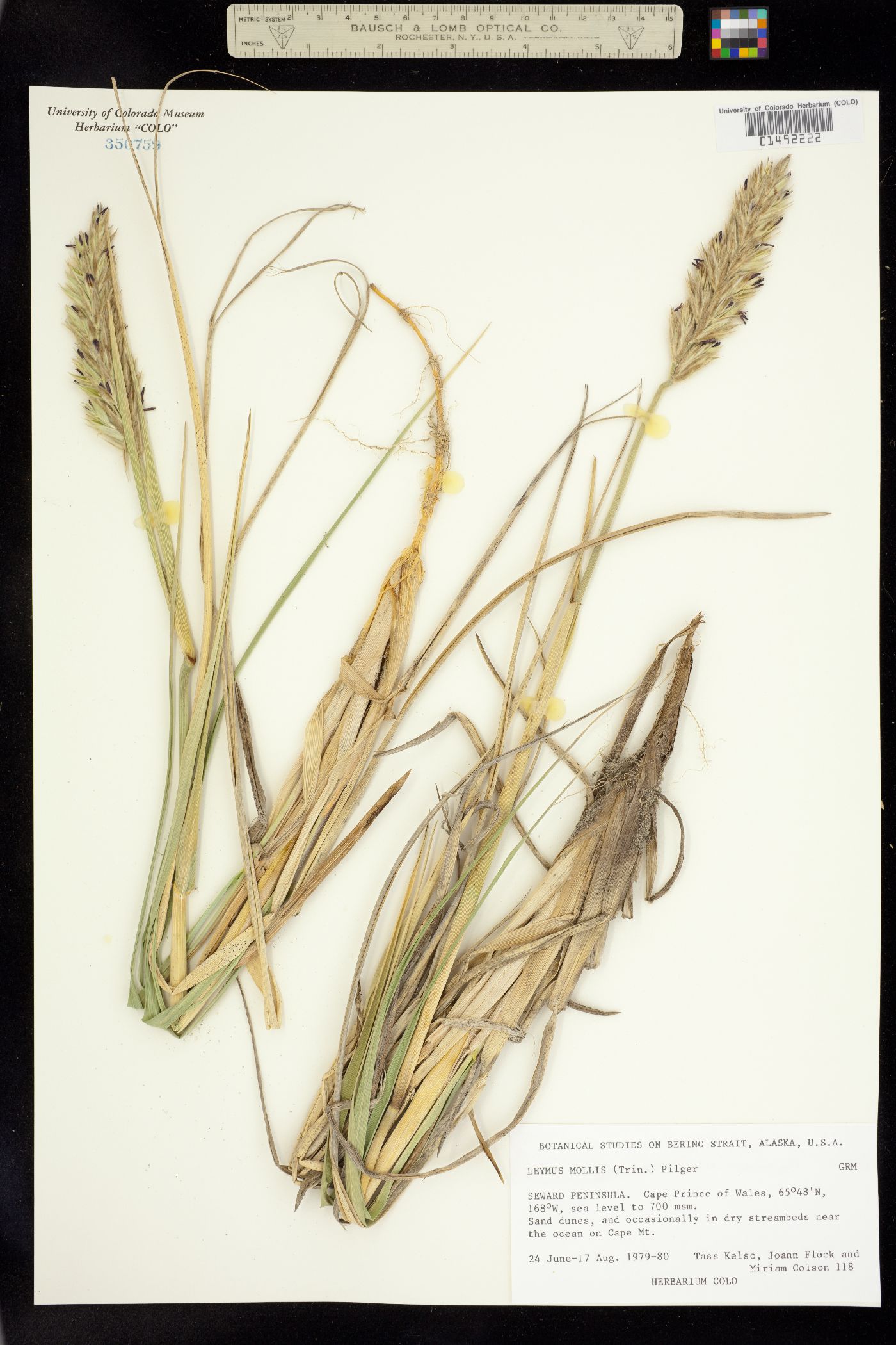 Leymus mollis image