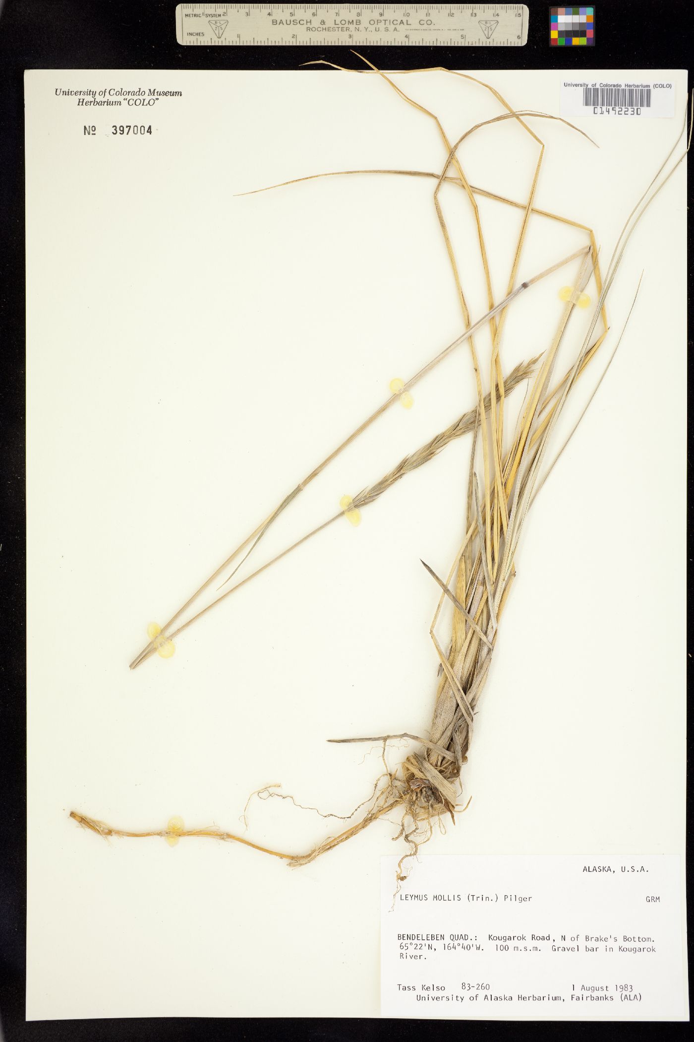Leymus mollis image