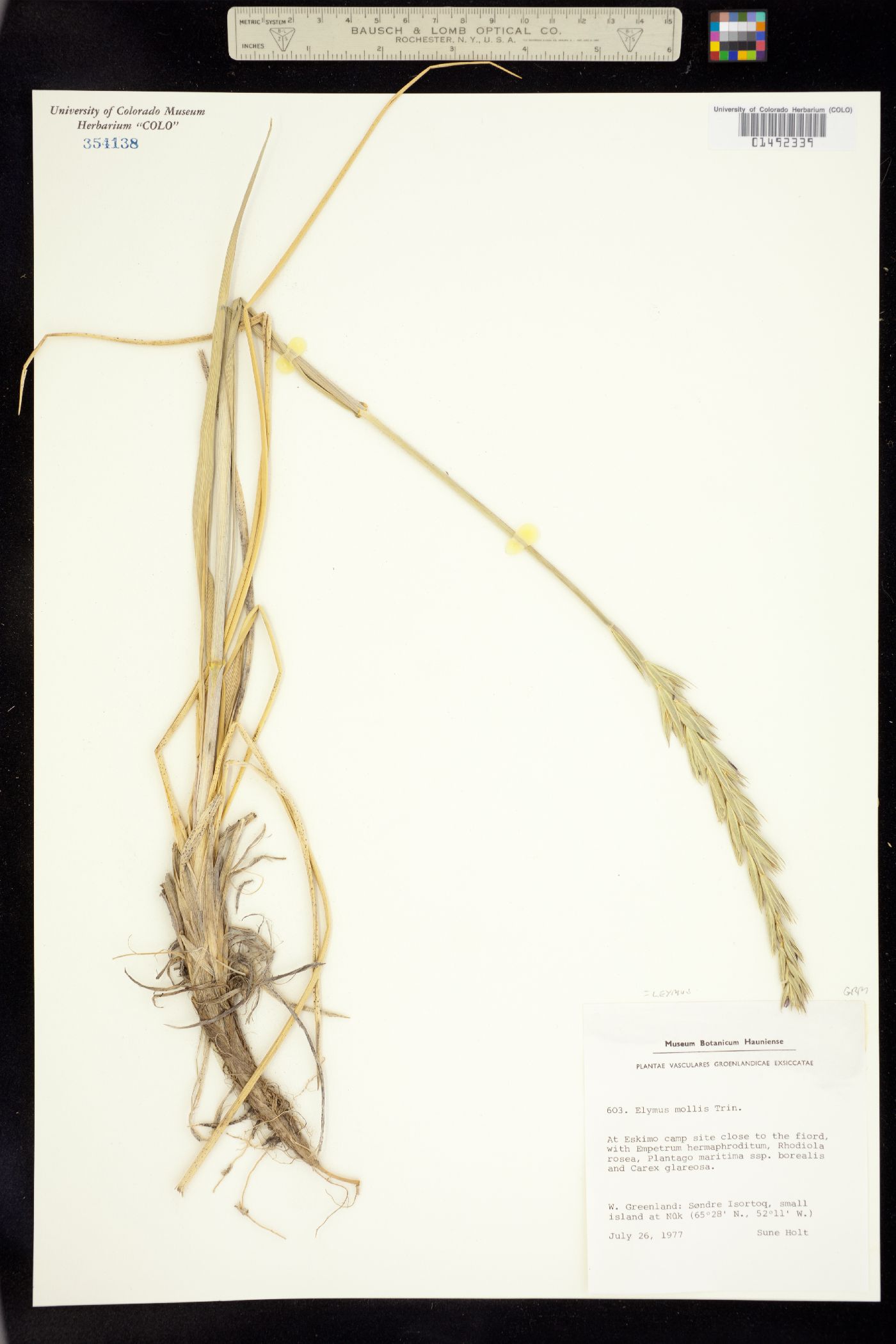 Leymus mollis image