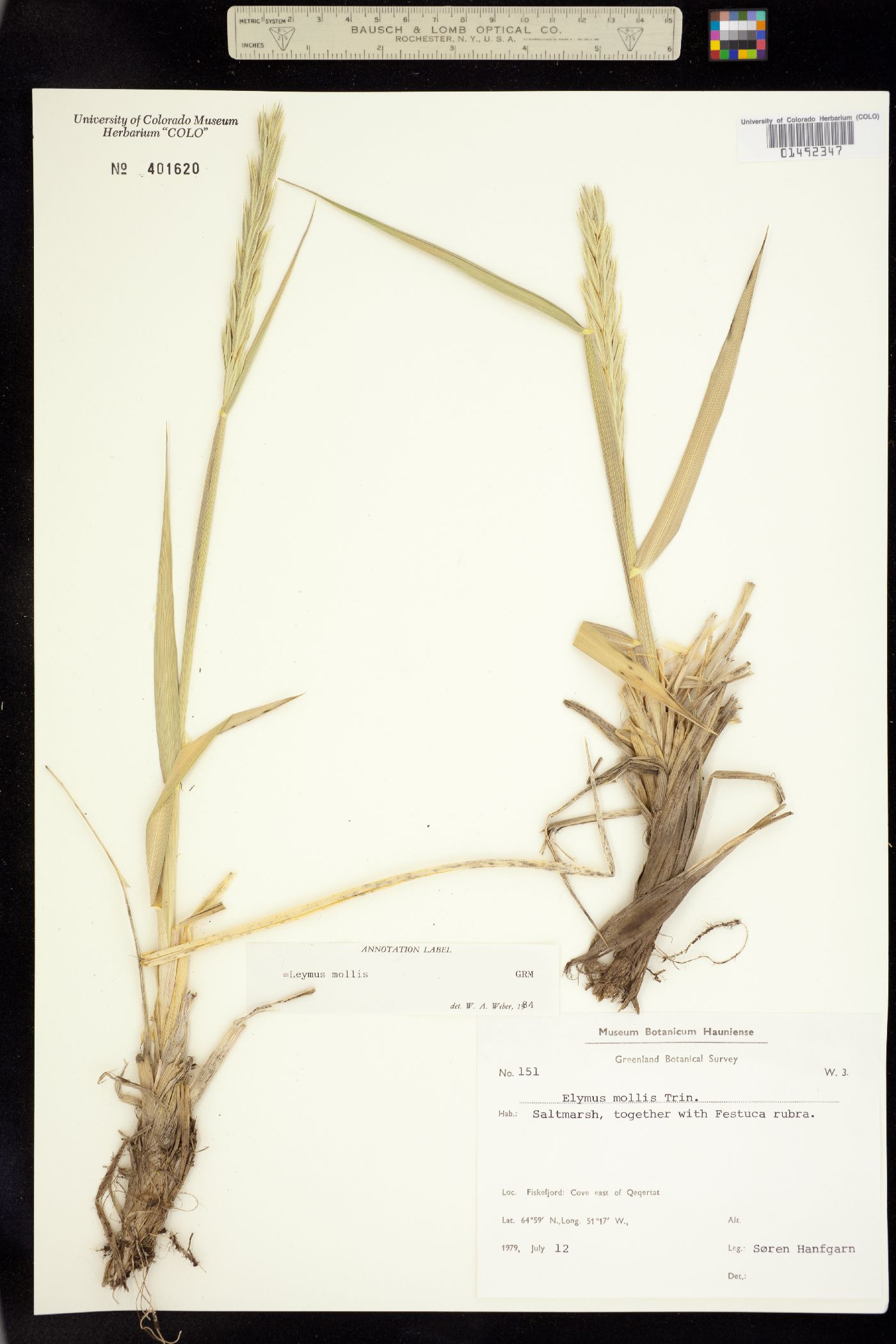 Leymus mollis image