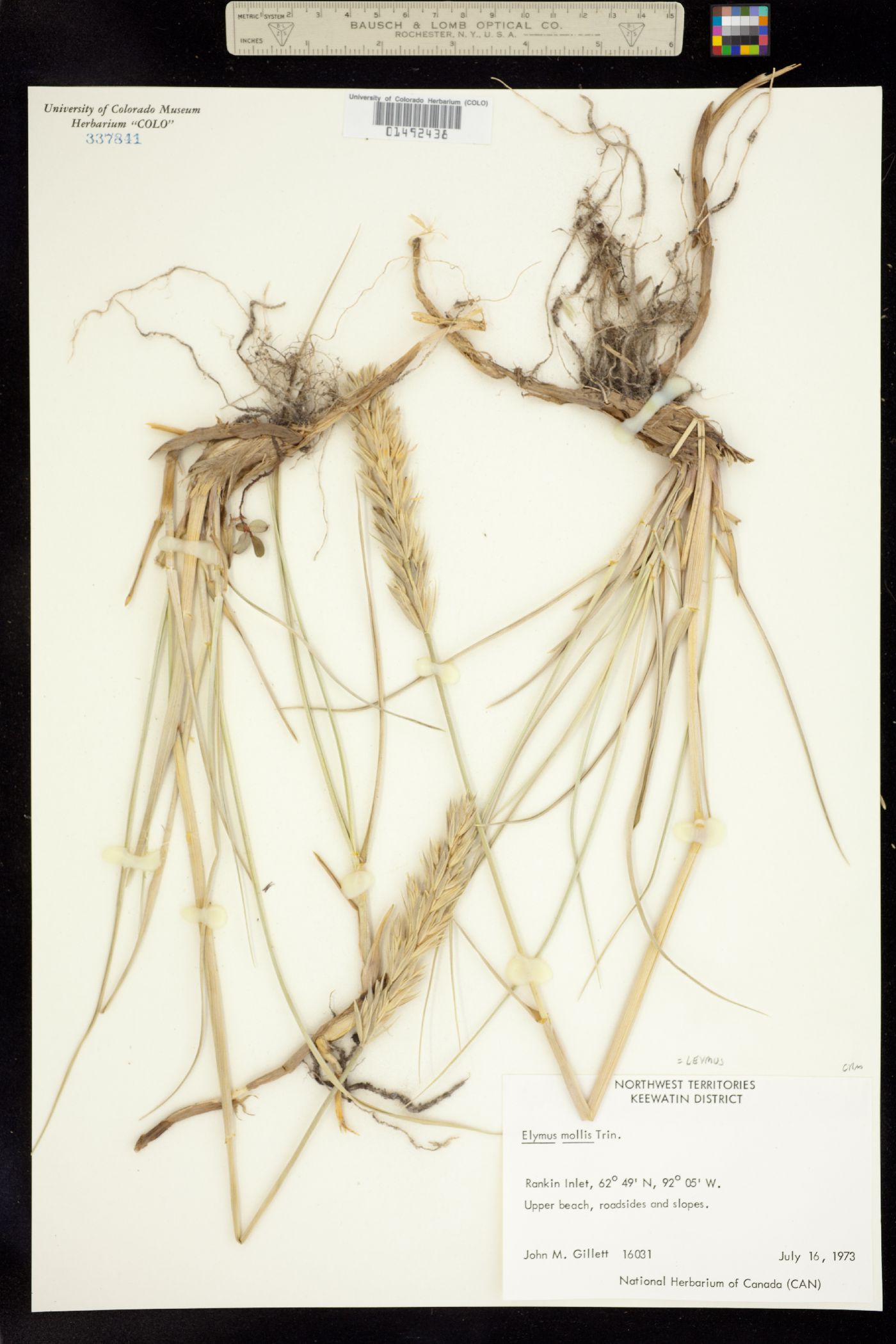 Leymus mollis image