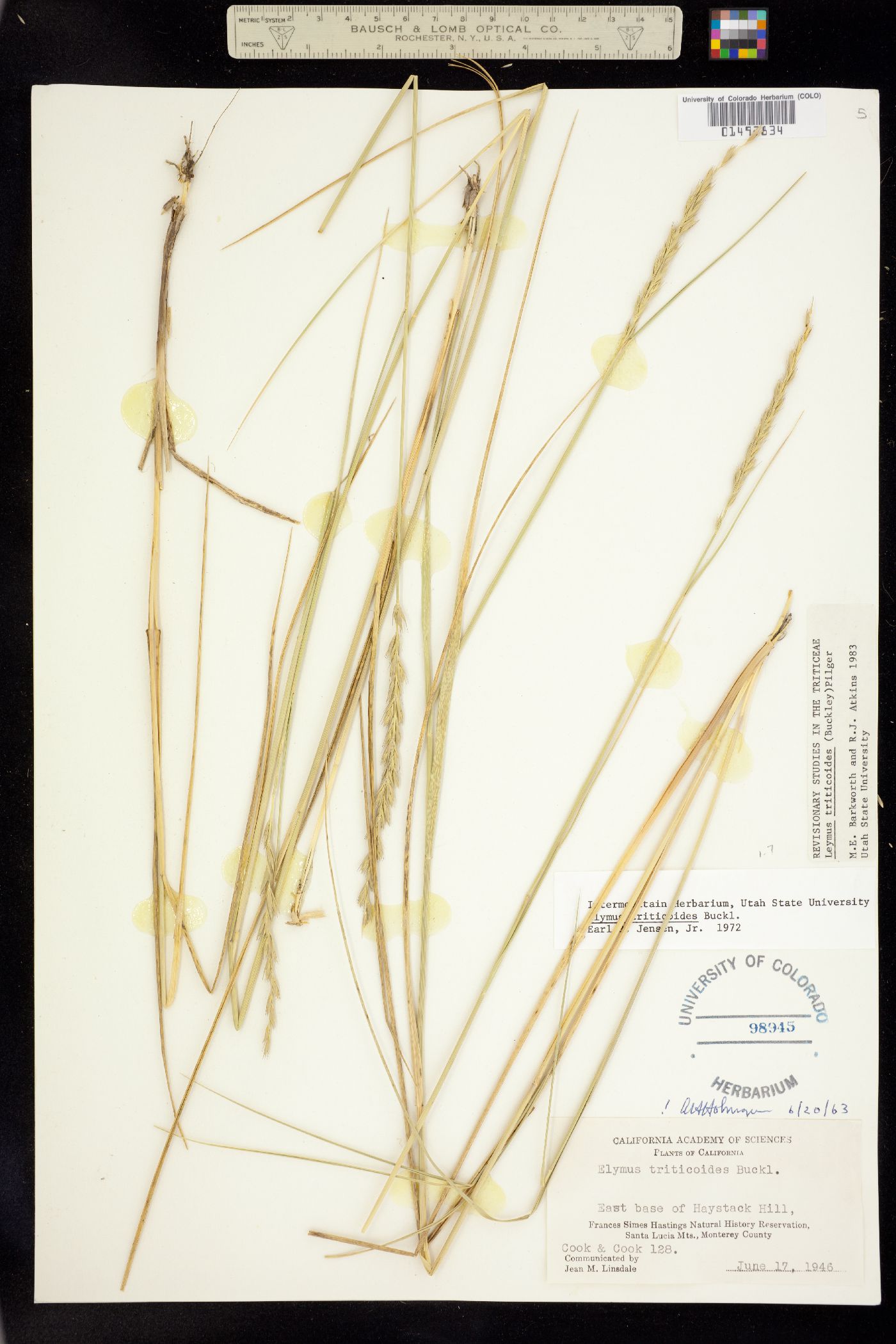 Leymus triticoides image