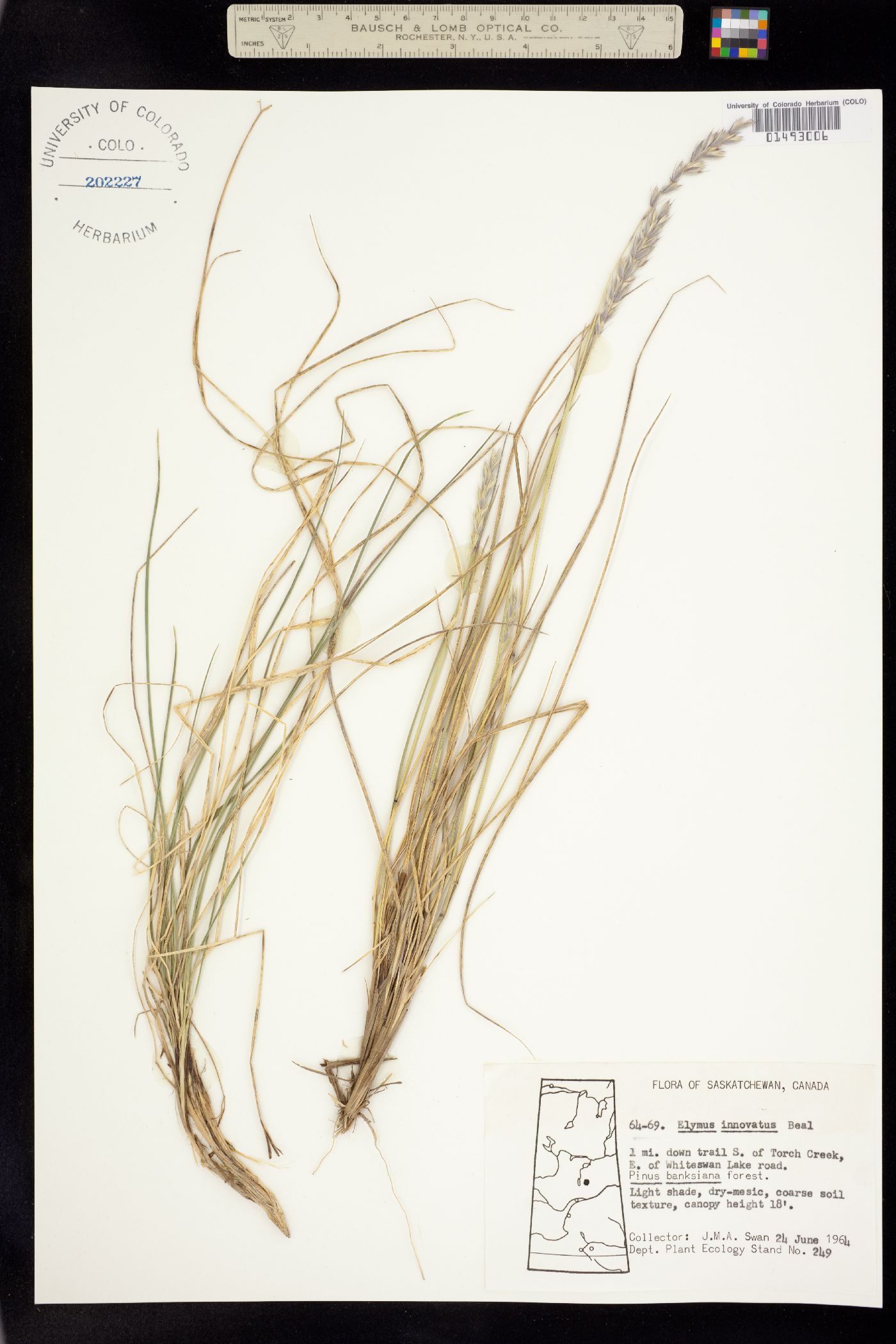 Leymus innovatus image