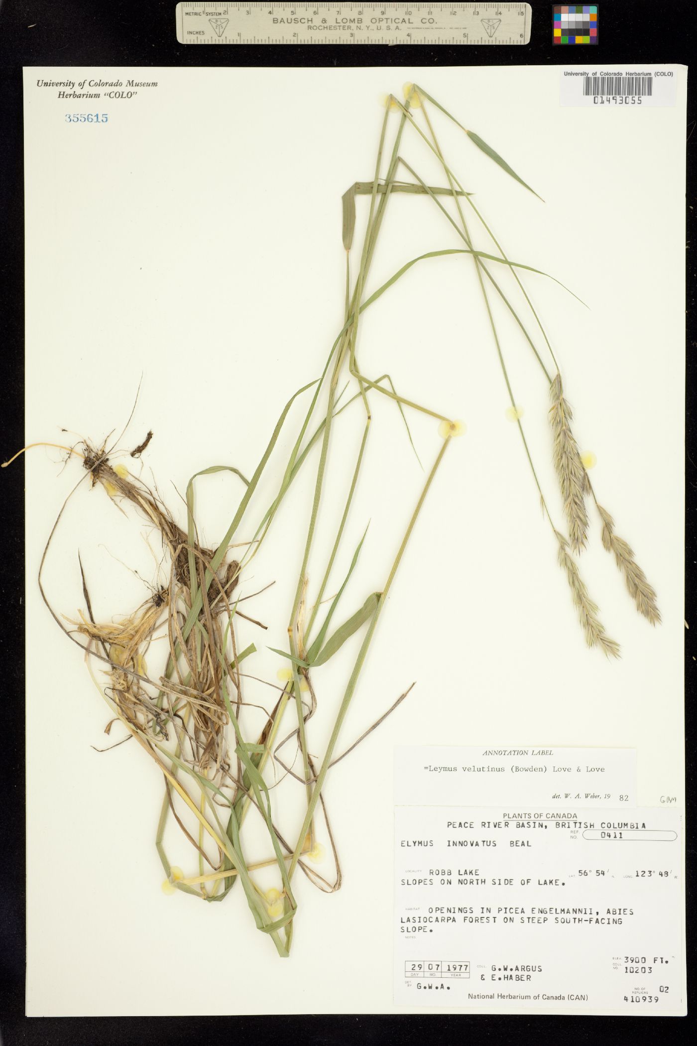 Leymus innovatus ssp. velutinus image