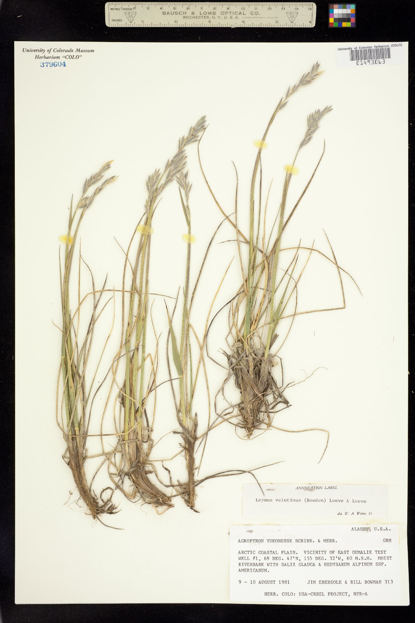 Leymus innovatus ssp. velutinus image