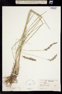 Leymus innovatus ssp. velutinus image