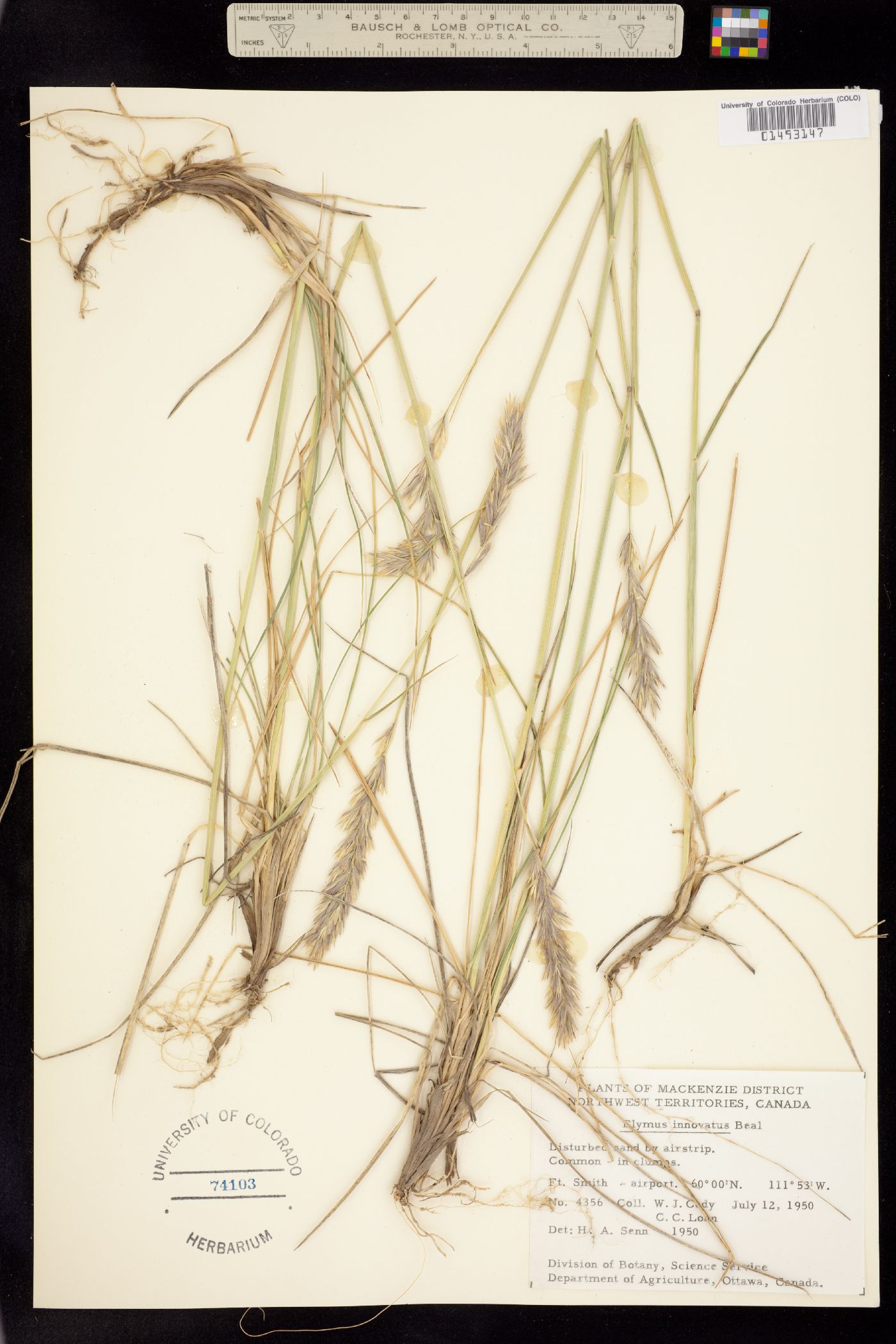 Leymus innovatus ssp. velutinus image