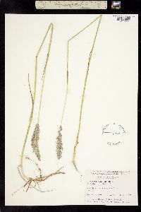 Leymus innovatus ssp. velutinus image