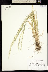 Image of Limnodea arkansana