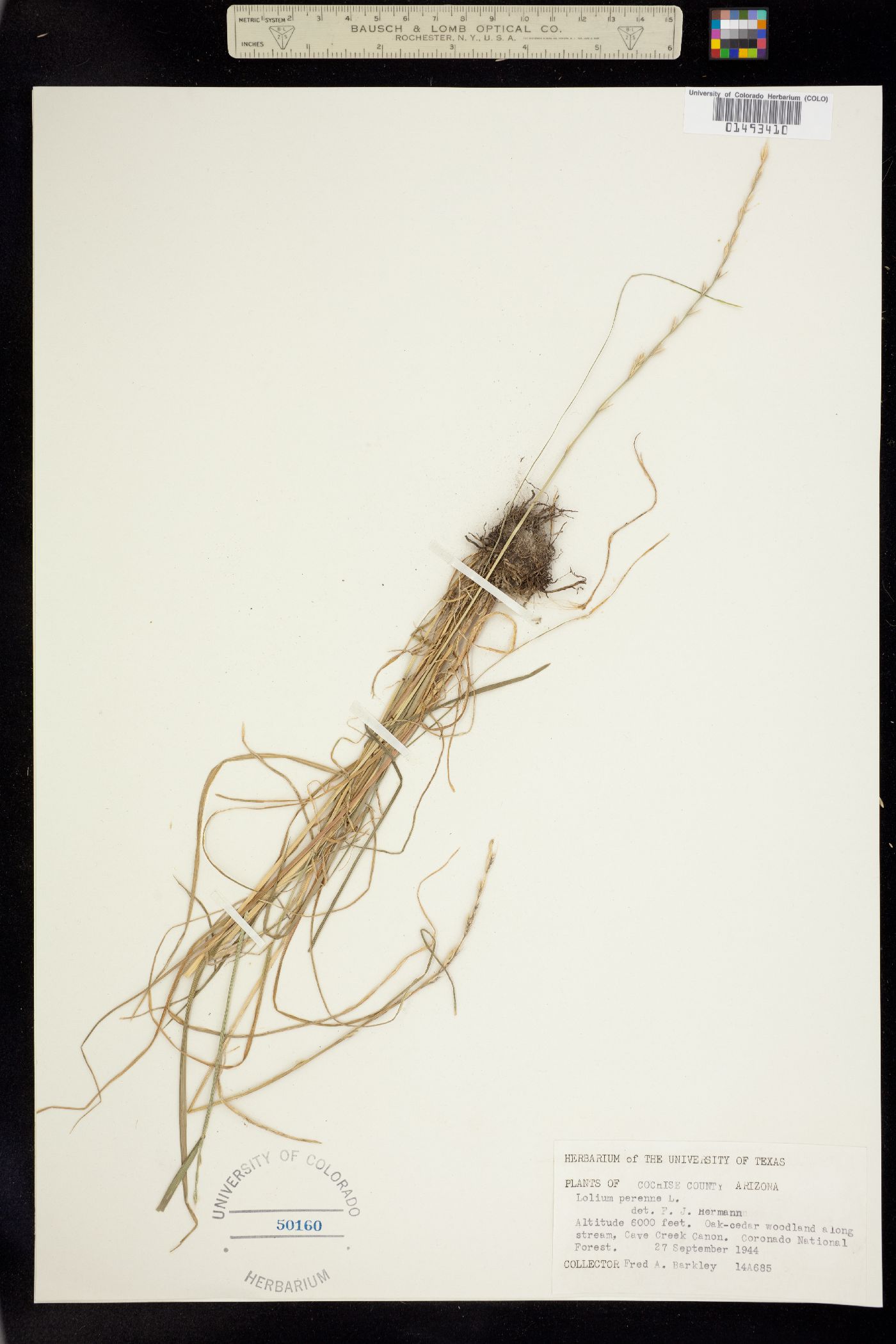Lolium perenne image