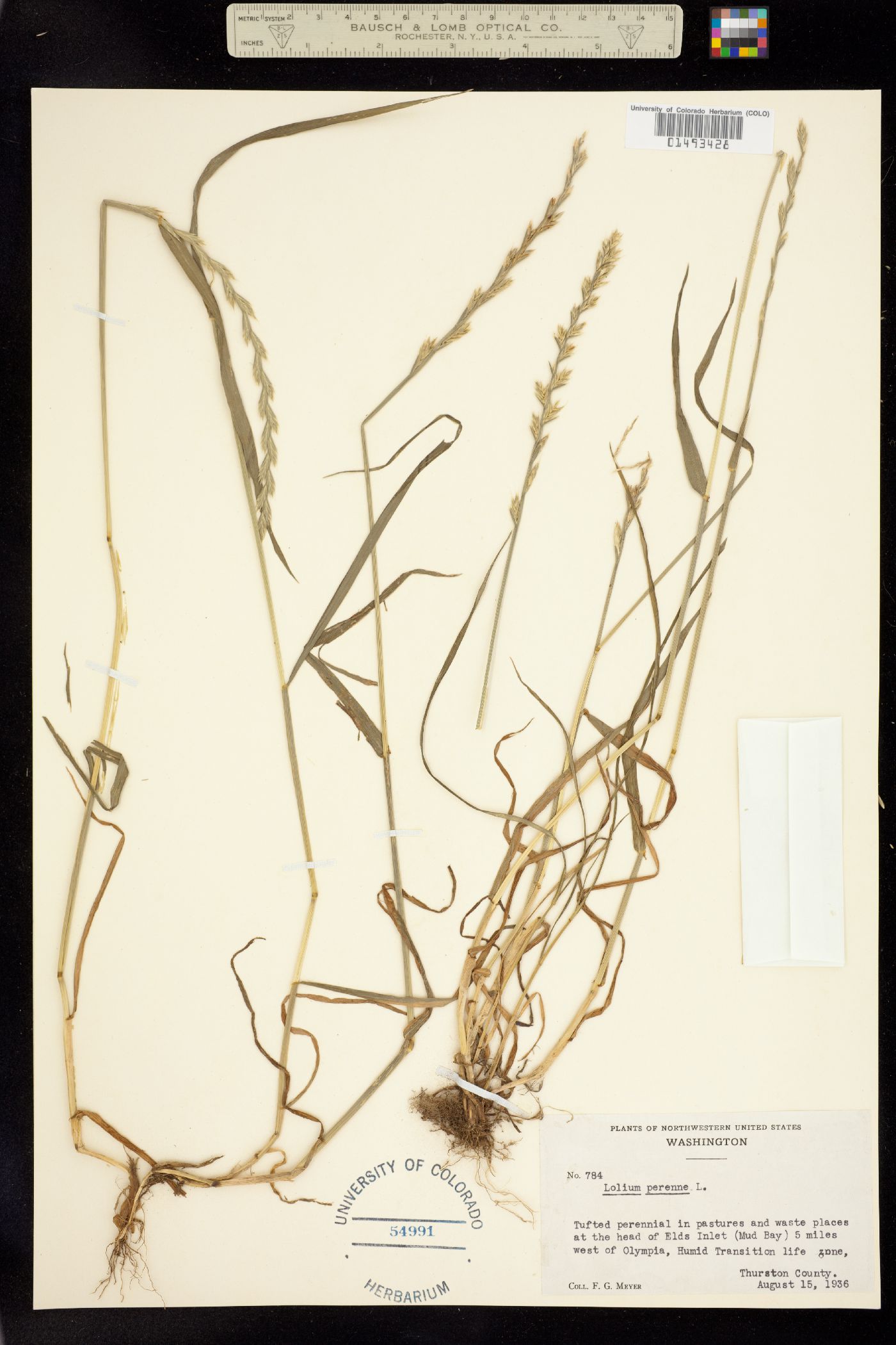Lolium perenne image