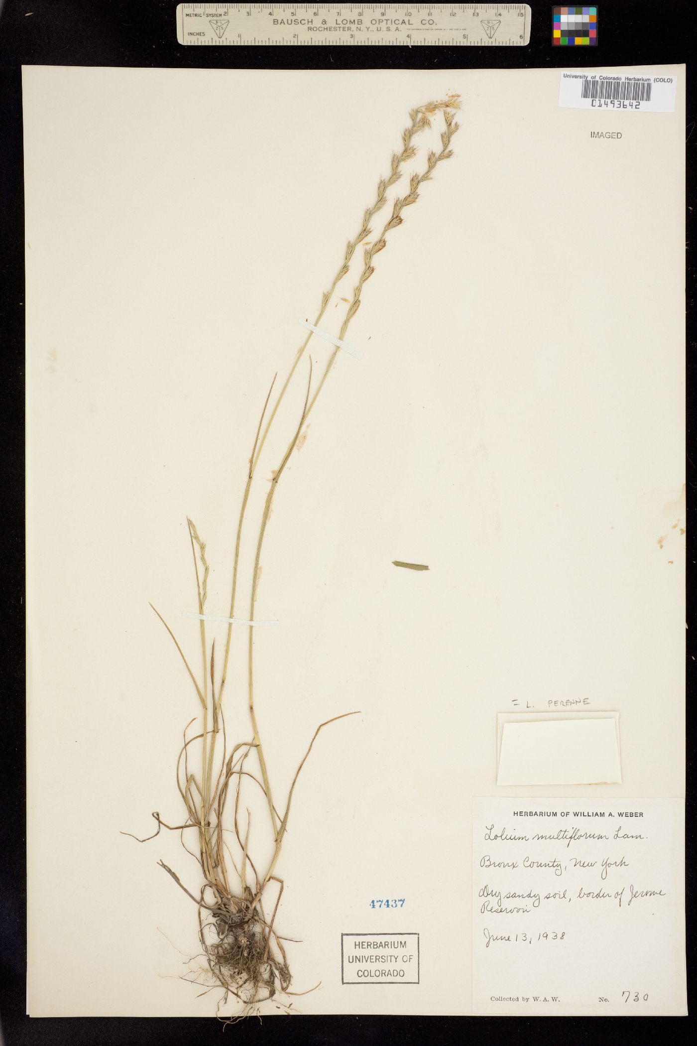 Lolium image
