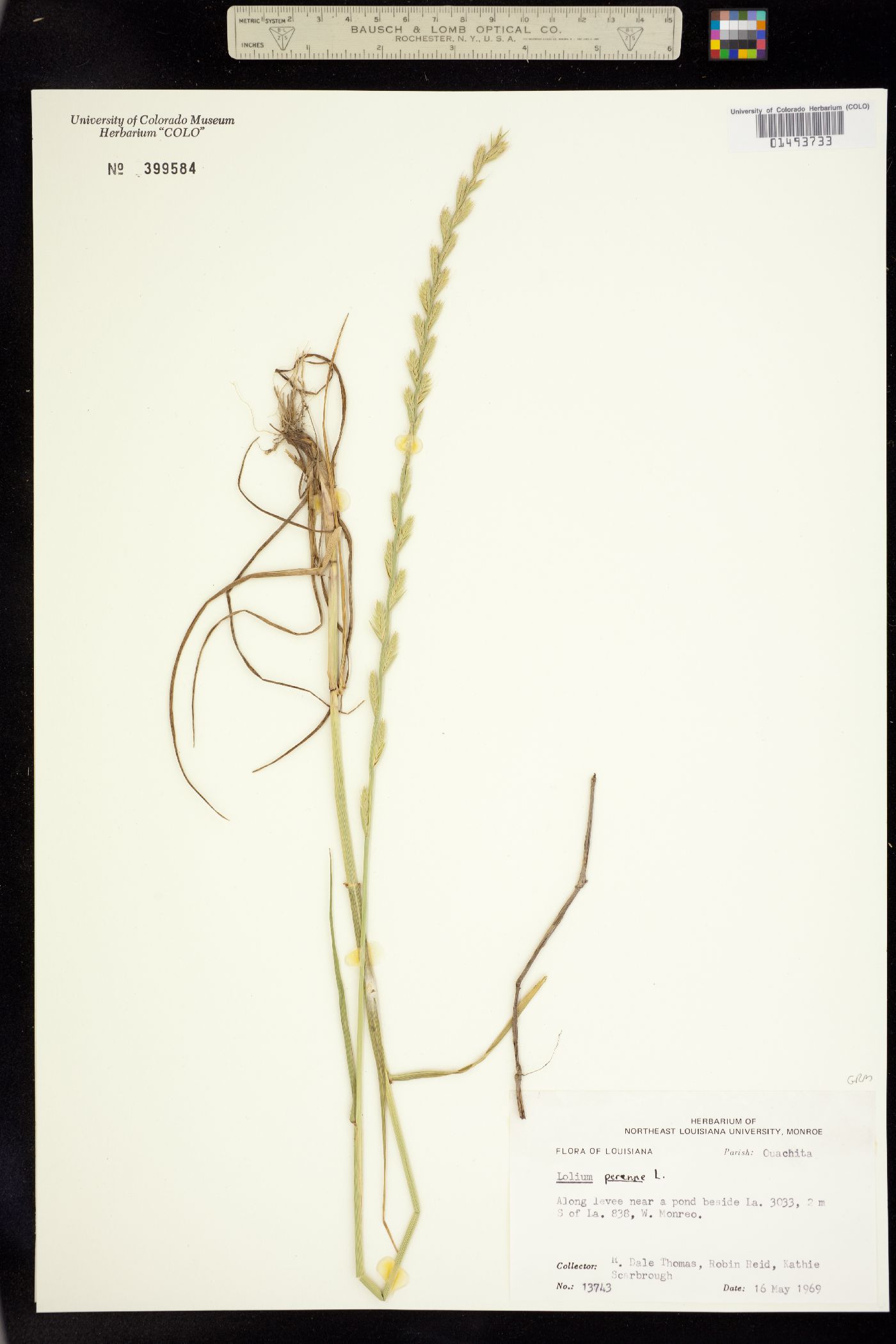 Lolium perenne image