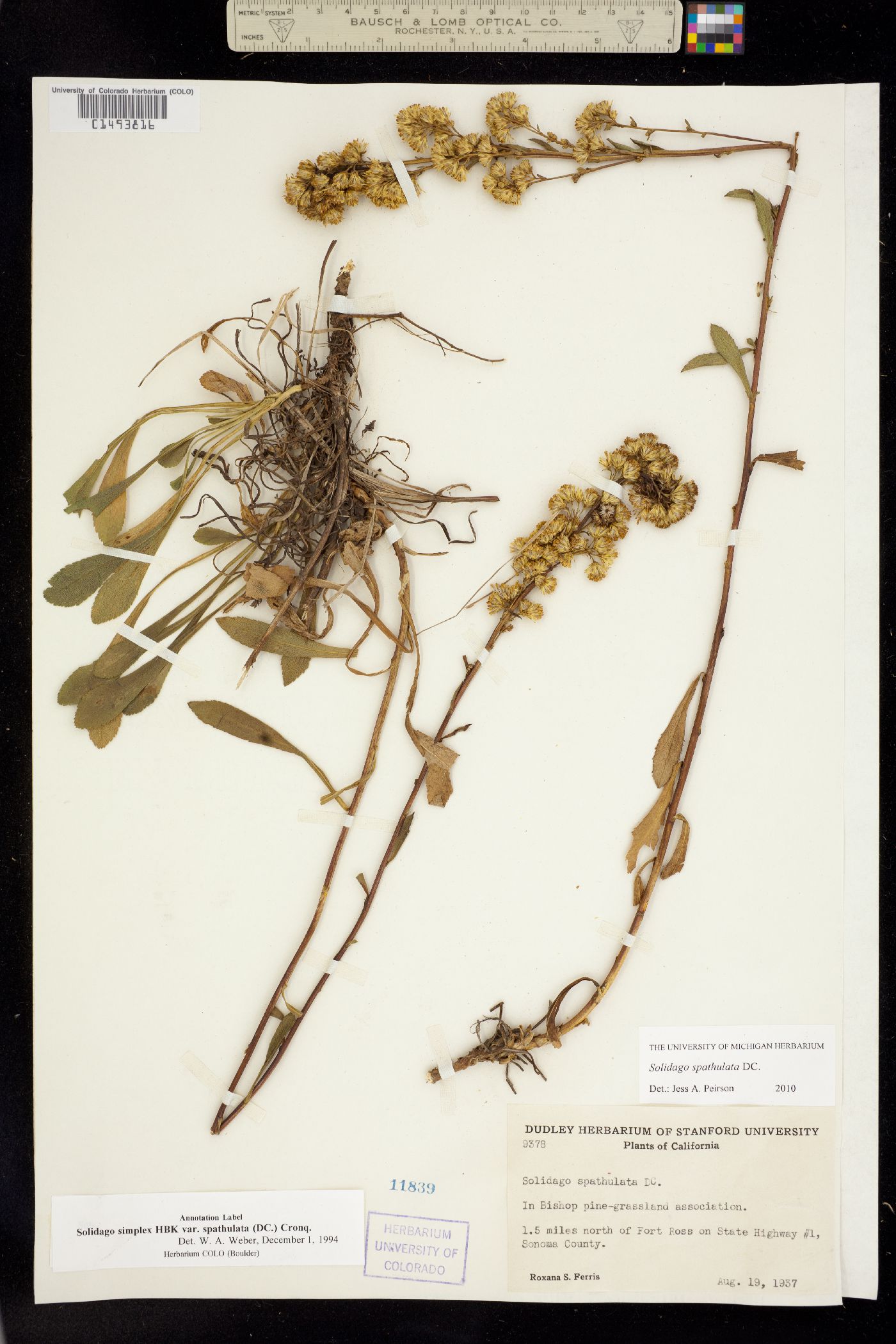 Solidago spathulata image