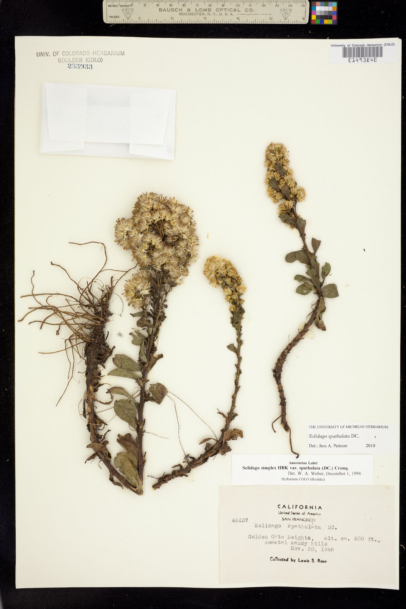 Solidago spathulata image