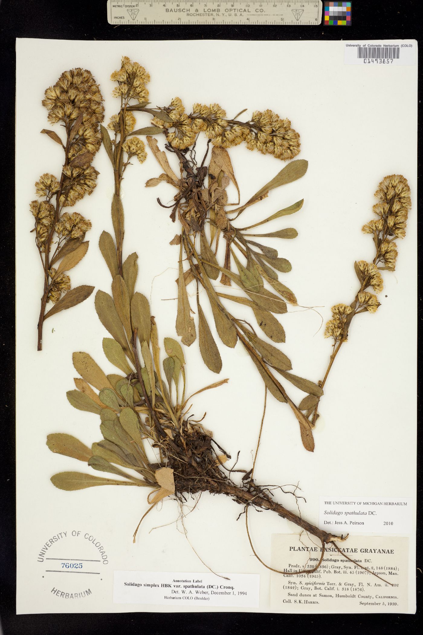 Solidago spathulata image