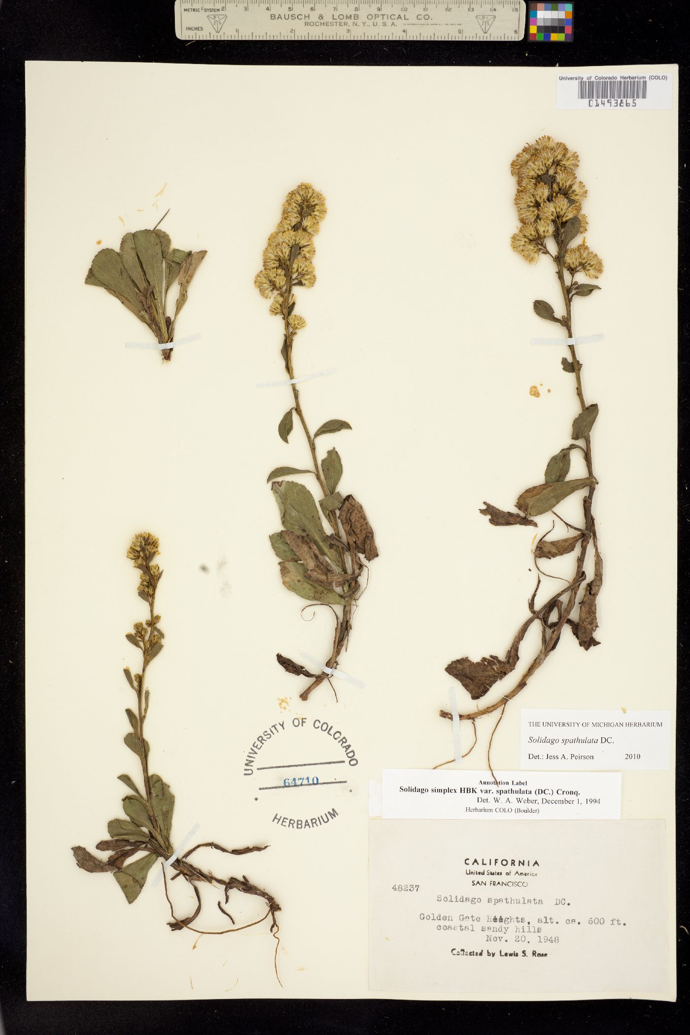 Solidago spathulata image