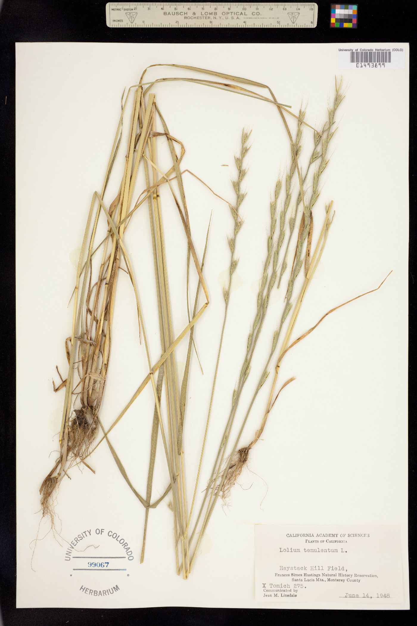 Lolium temulentum image