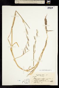Lophochlaena californica image