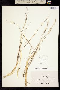 Pleuropogon californicus image