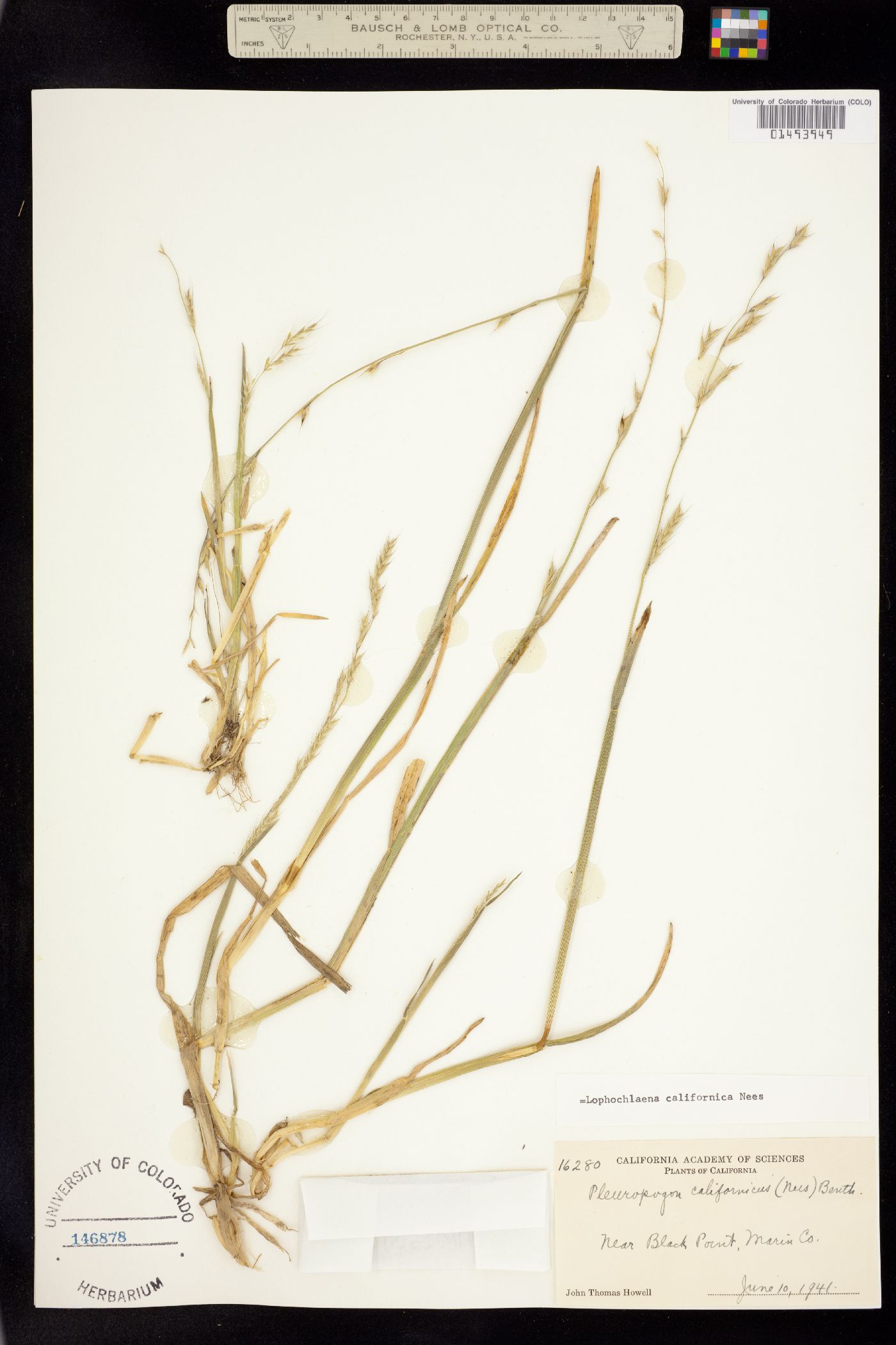 Pleuropogon californicus image