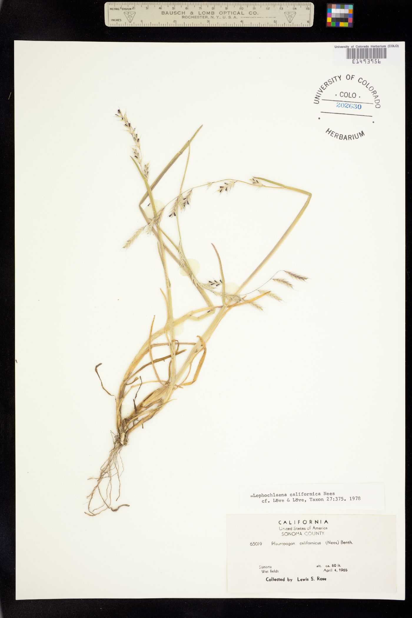 Pleuropogon californicus image
