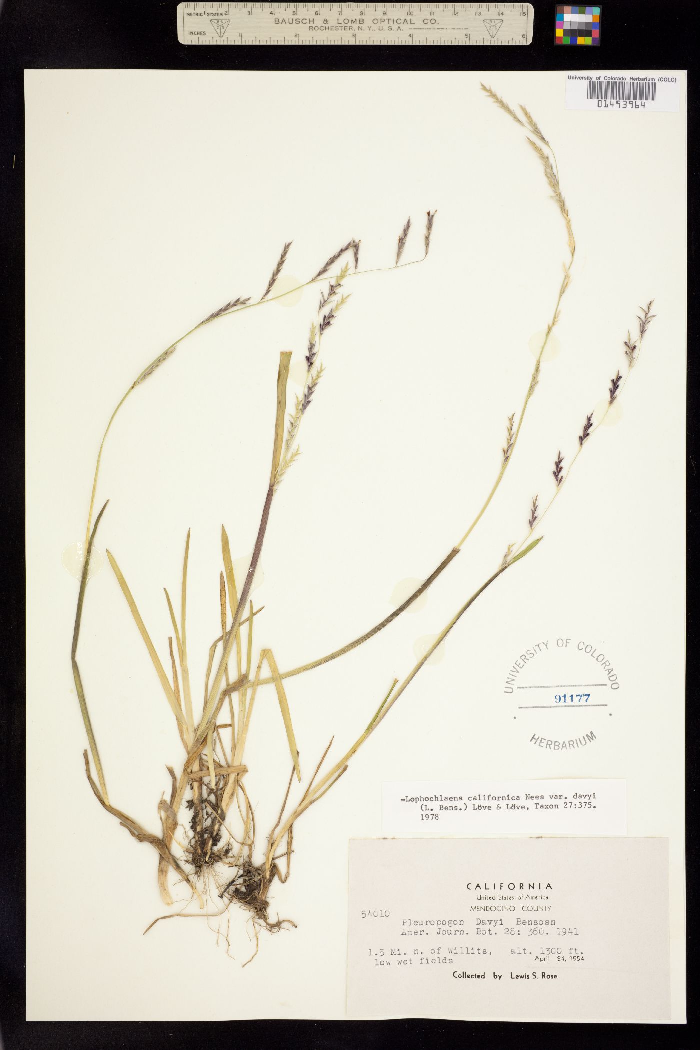 Pleuropogon californicus image