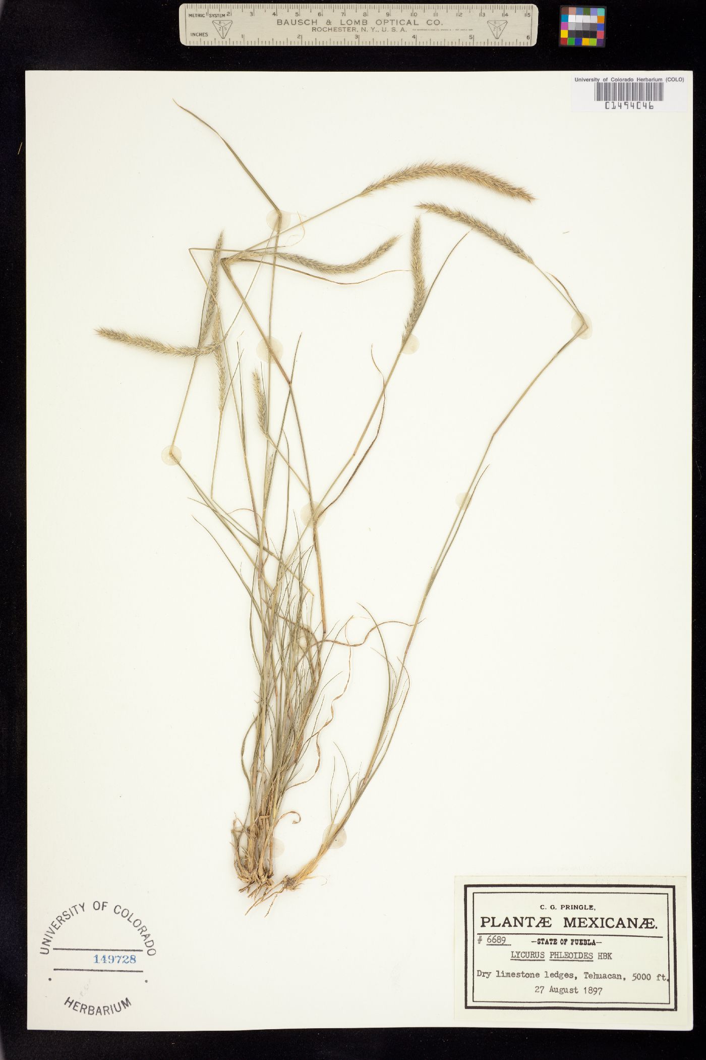 Muhlenbergia phleoides image