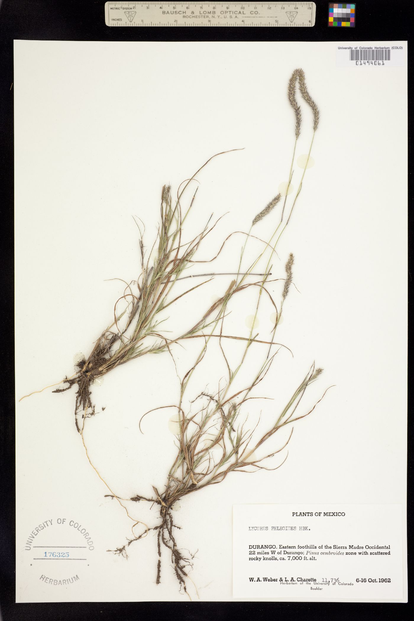 Muhlenbergia phleoides image